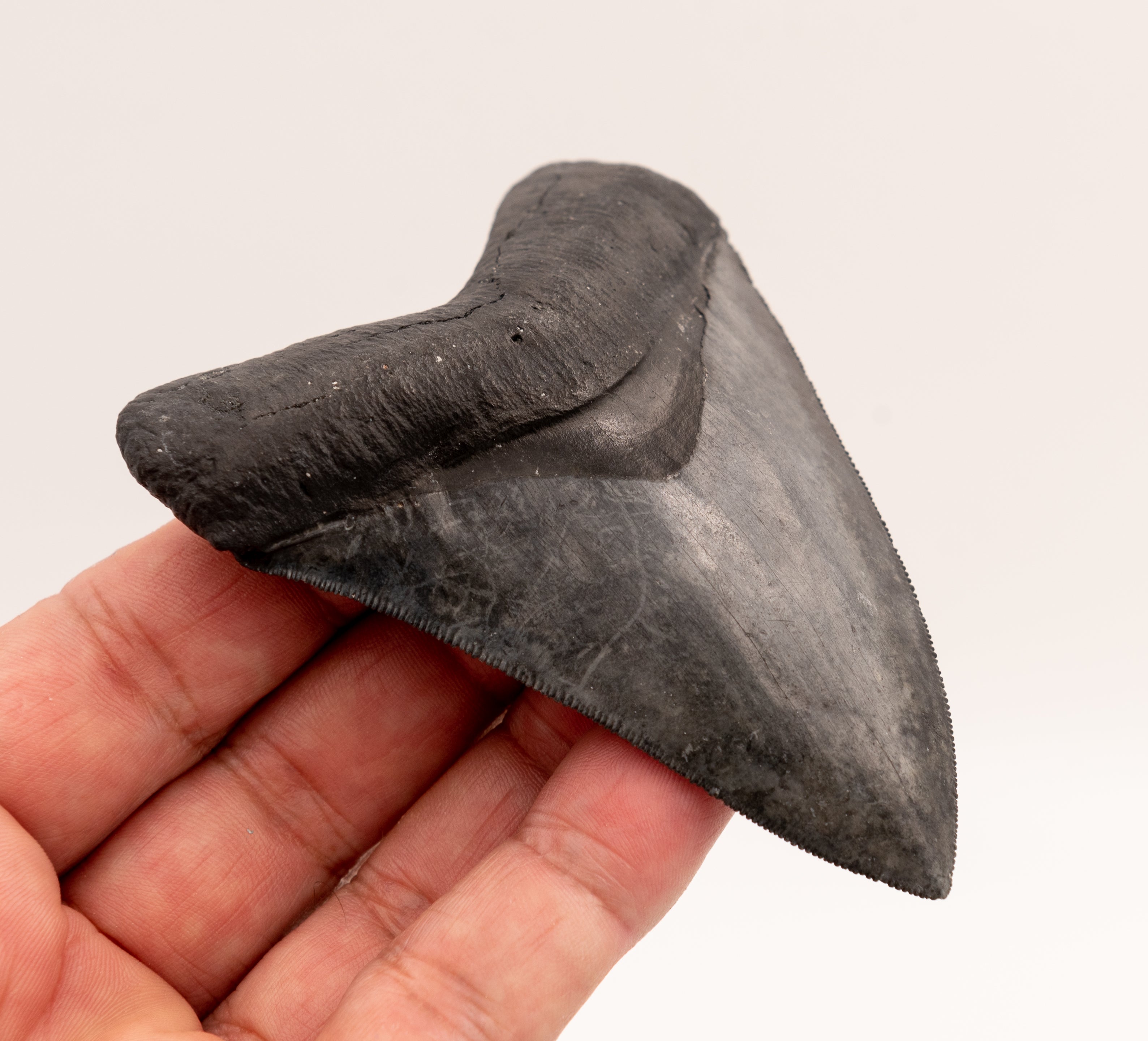 FINEST Florida Megalodon Tooth.