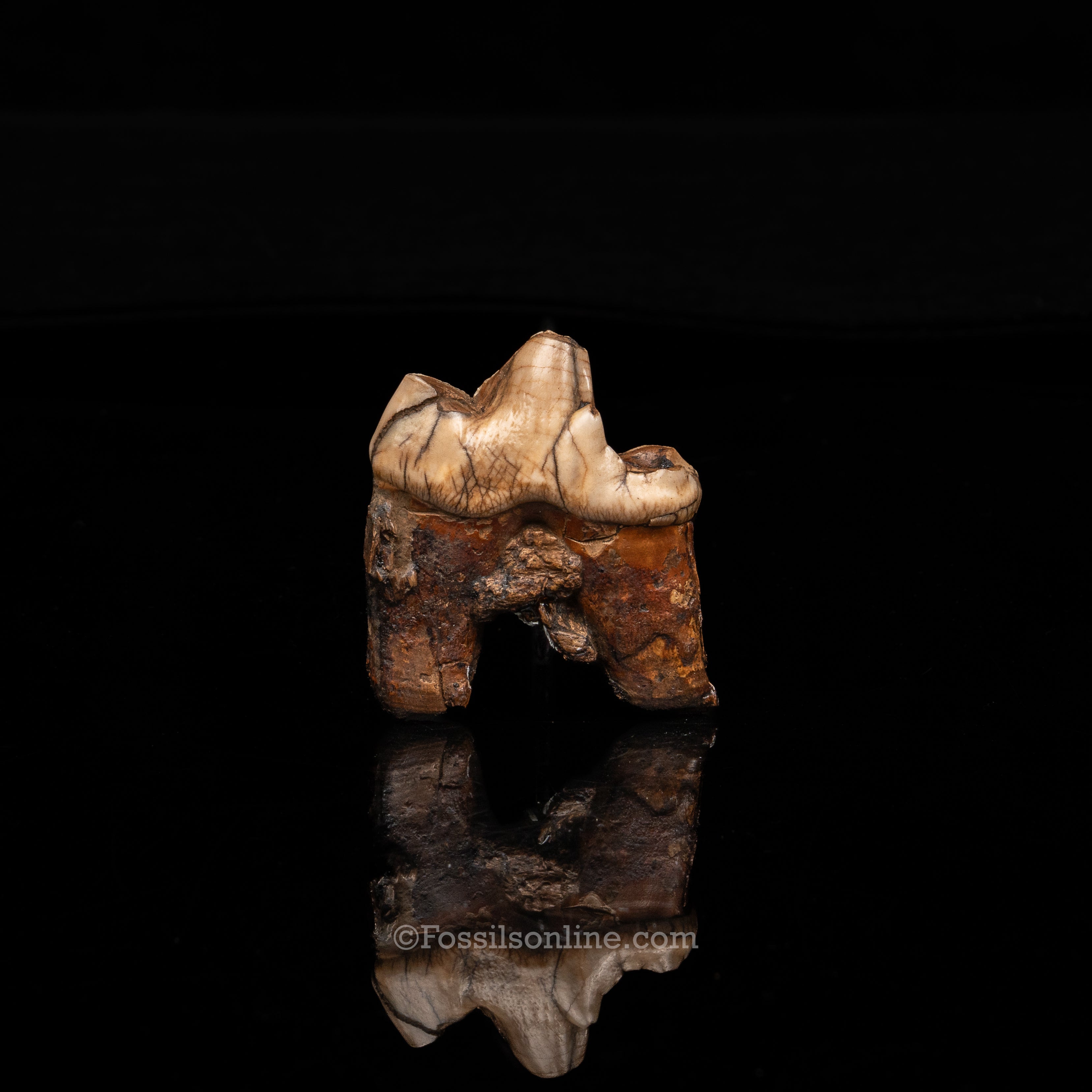 Florida Fossil Dire Wolf carnassial
