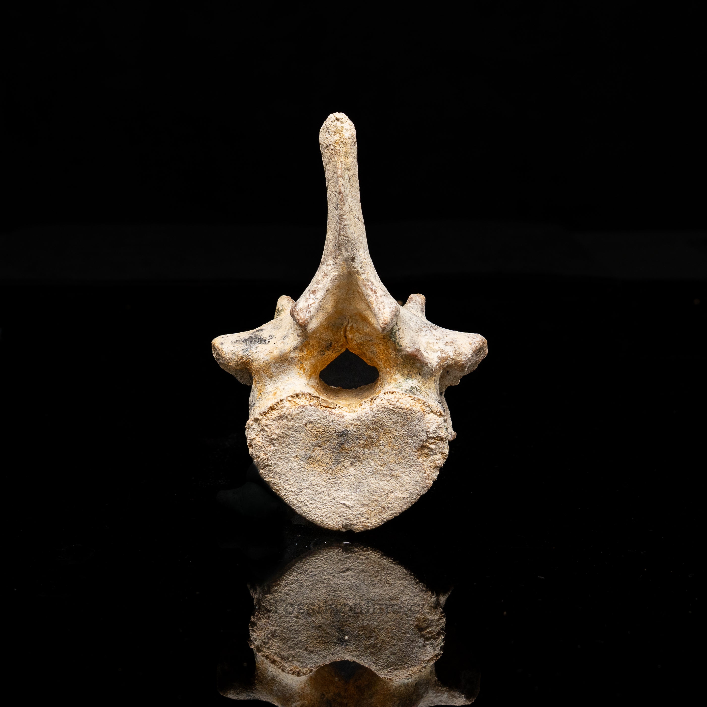 Fossil Dugong Vertebra