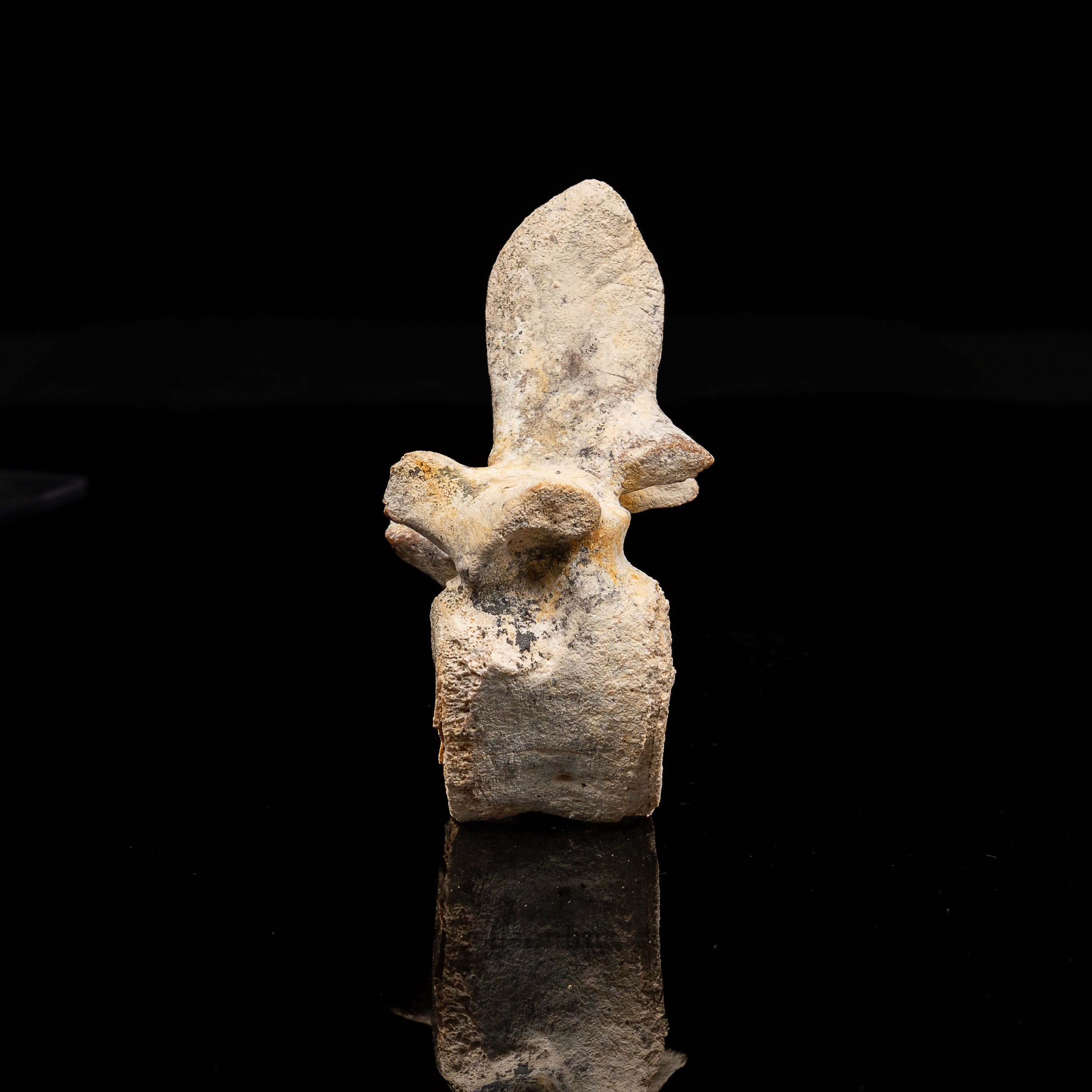 Fossil Dugong Vertebra