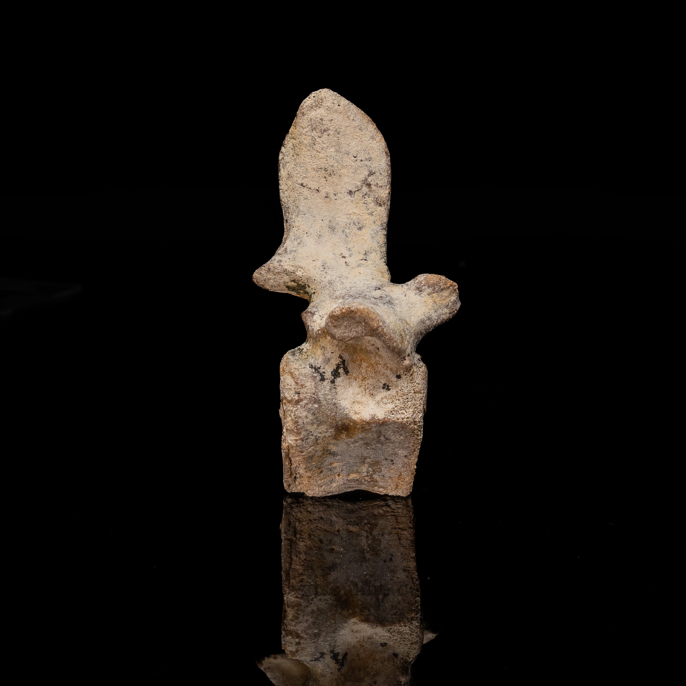 Fossil Dugong Vertebra