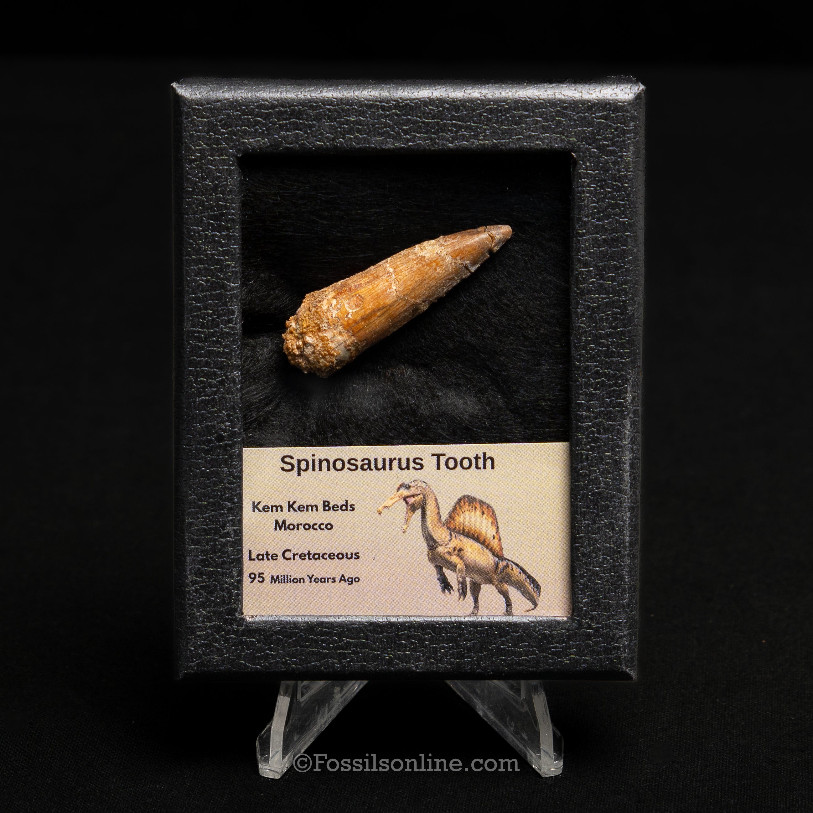 Spinosaurus Dinosaur Tooth Sm Case