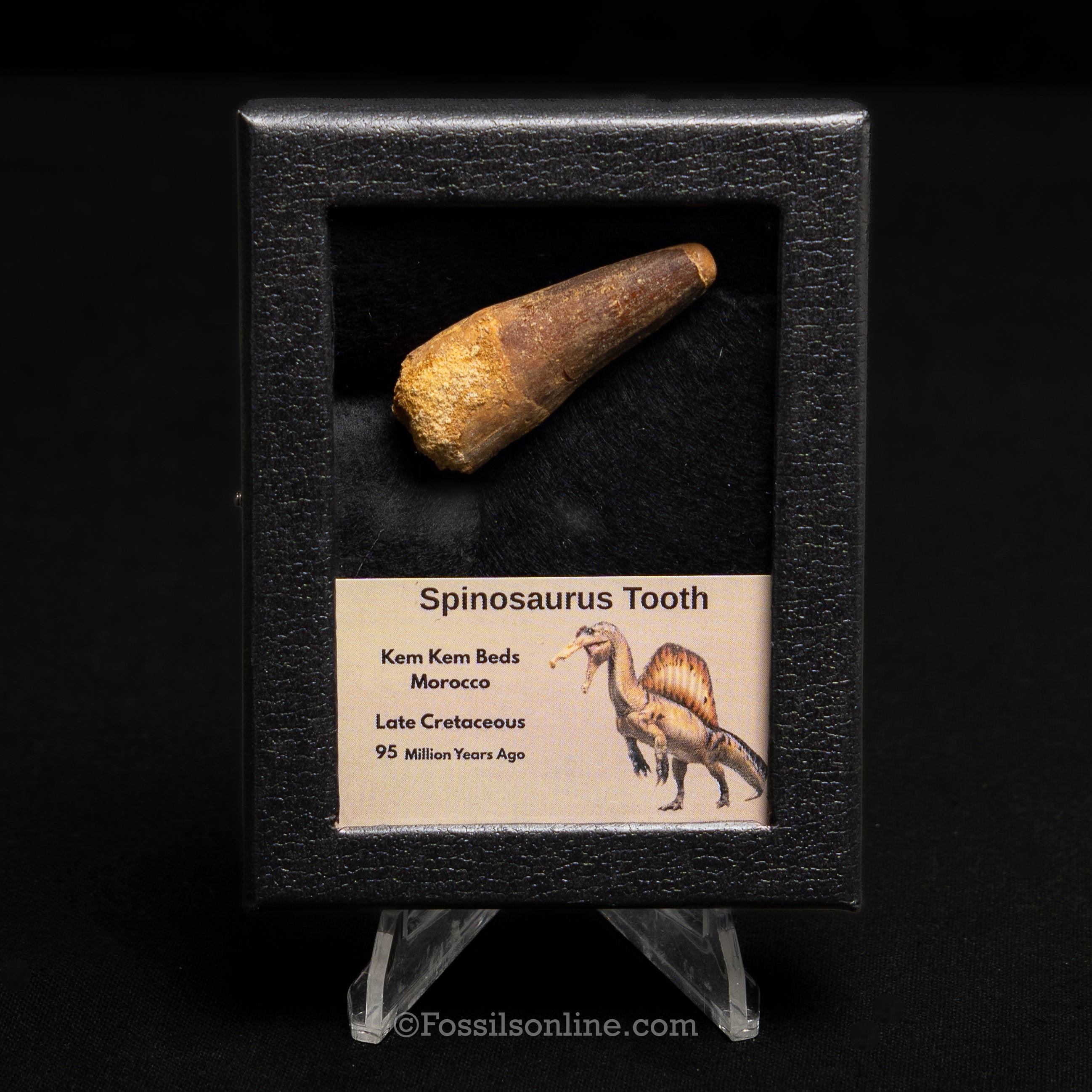 Spinosaurus Dinosaur Tooth Sm Case