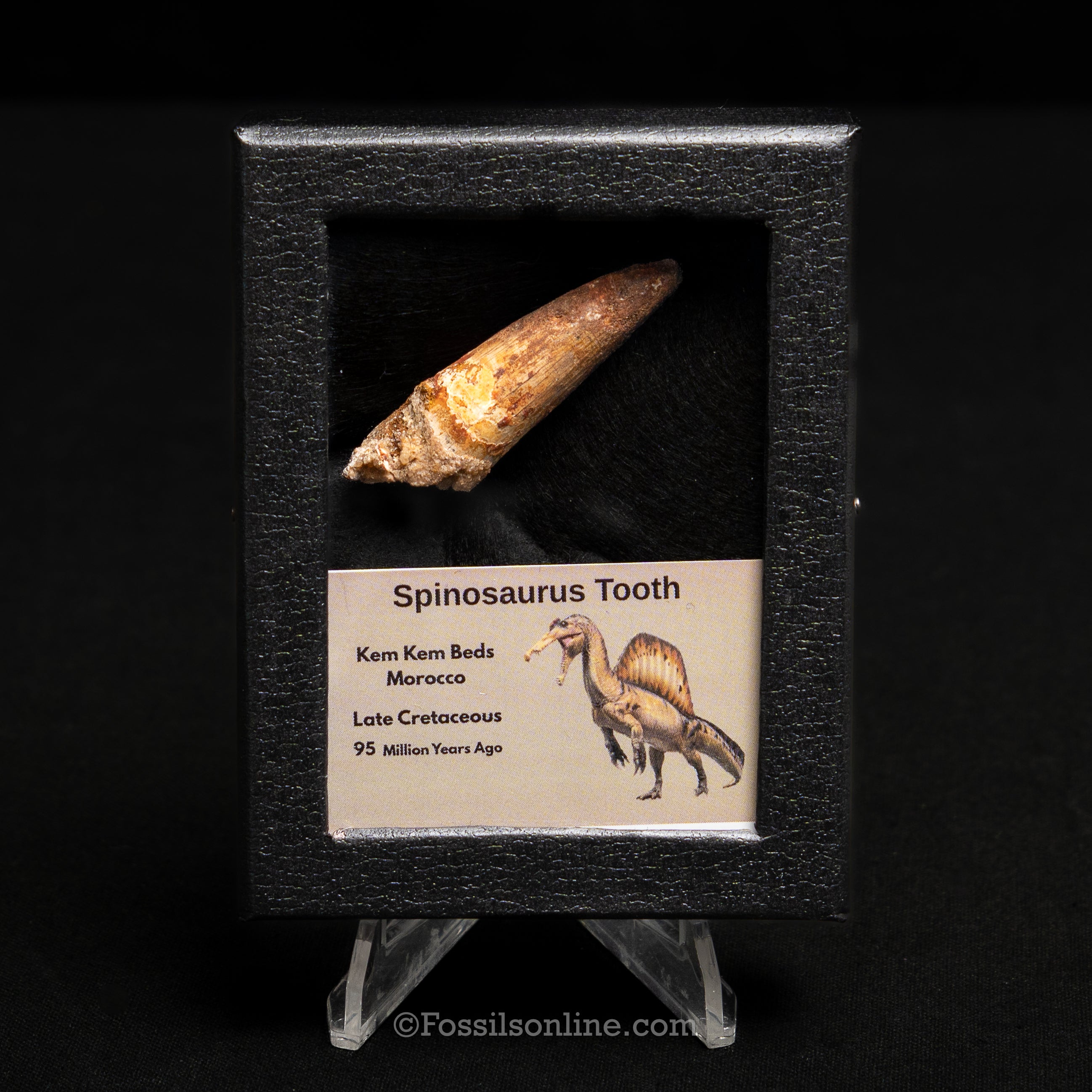 Spinosaurus Dinosaur Tooth Sm Case