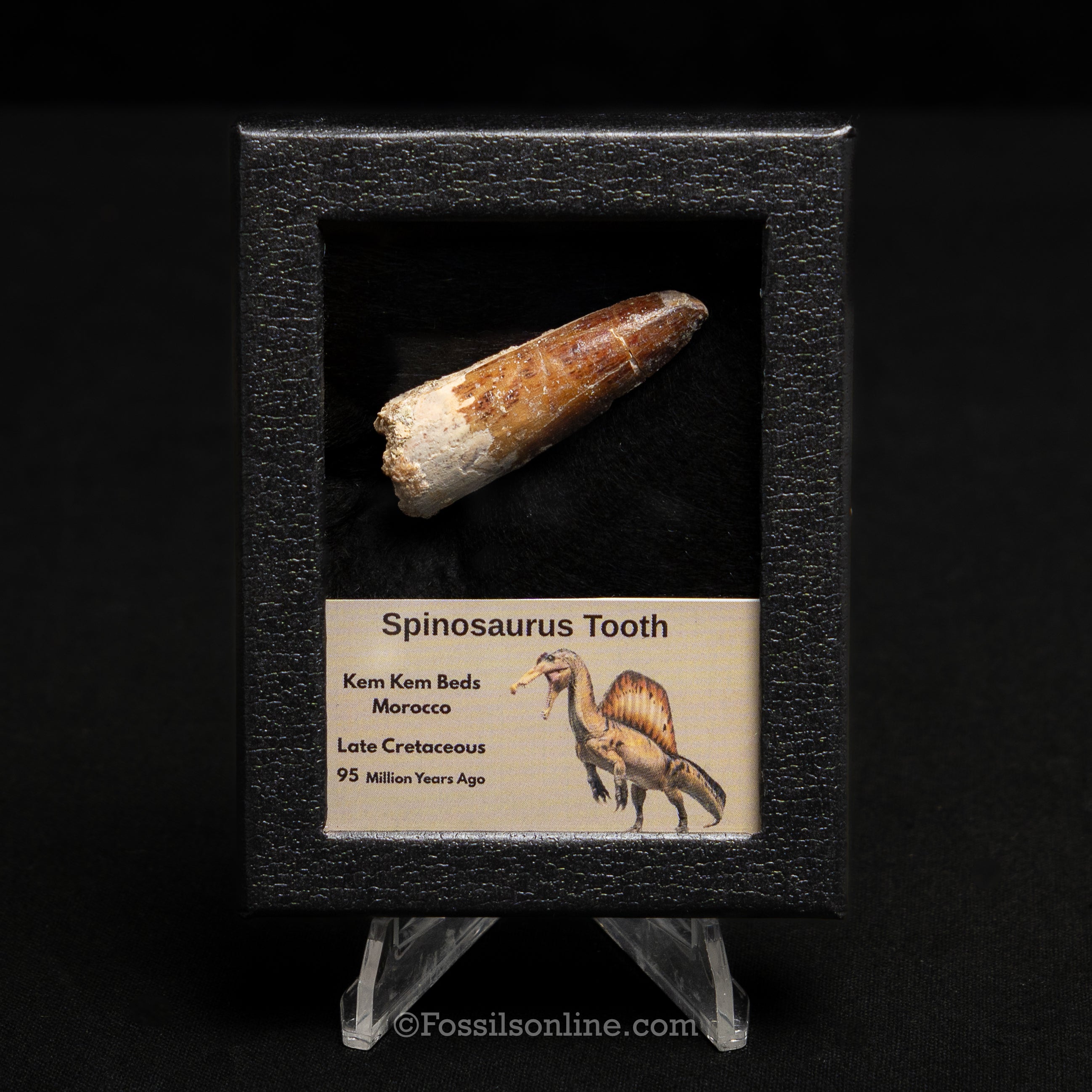 Spinosaurus Dinosaur Tooth Sm Case