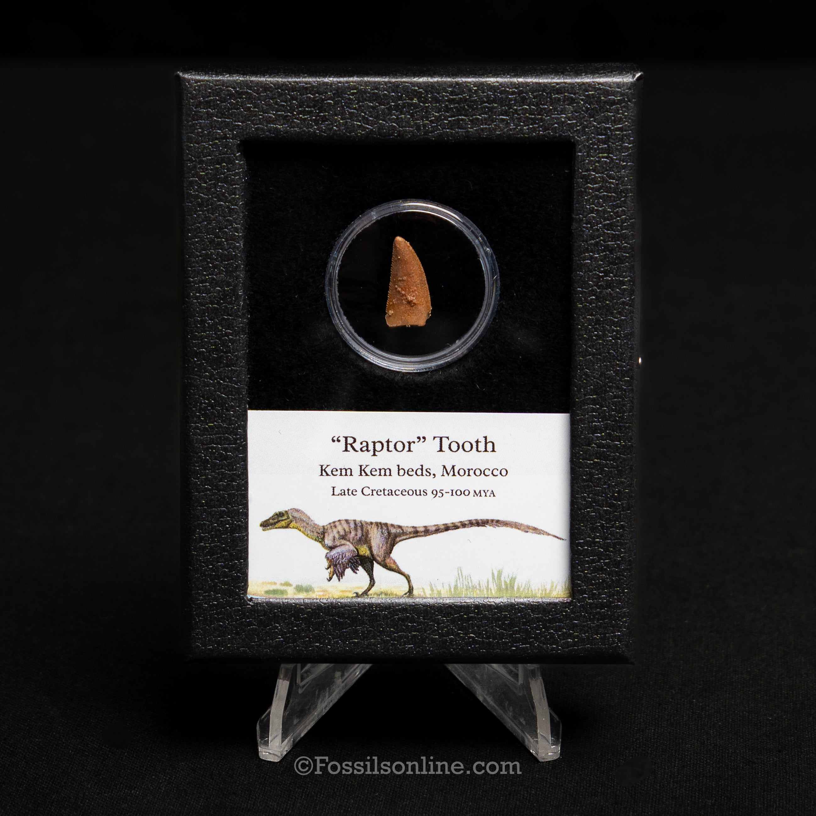 Theropod Dinosaur Tooth "Raptor" in a sm display case