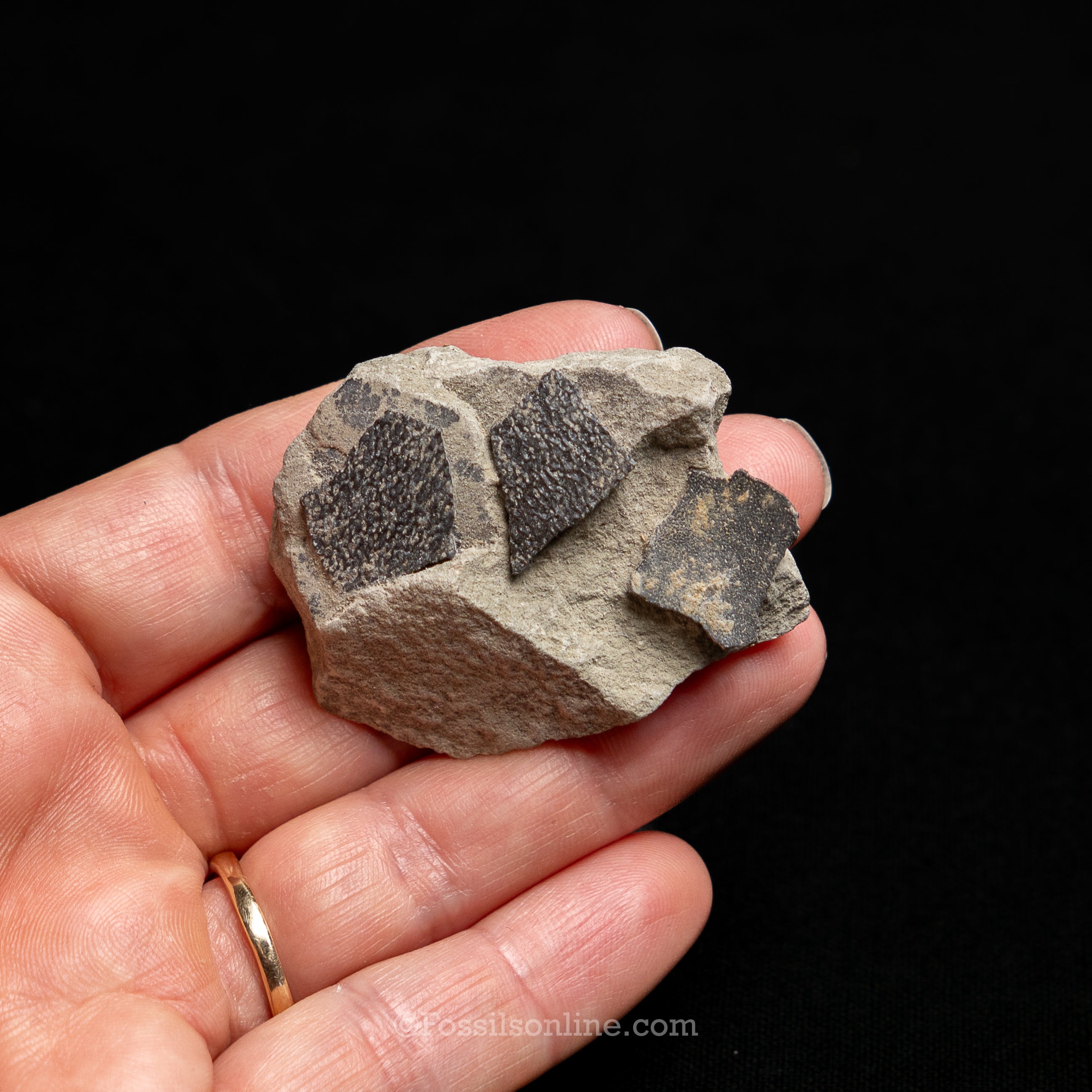 Maiasaura Dinosaur Eggshells in matrix