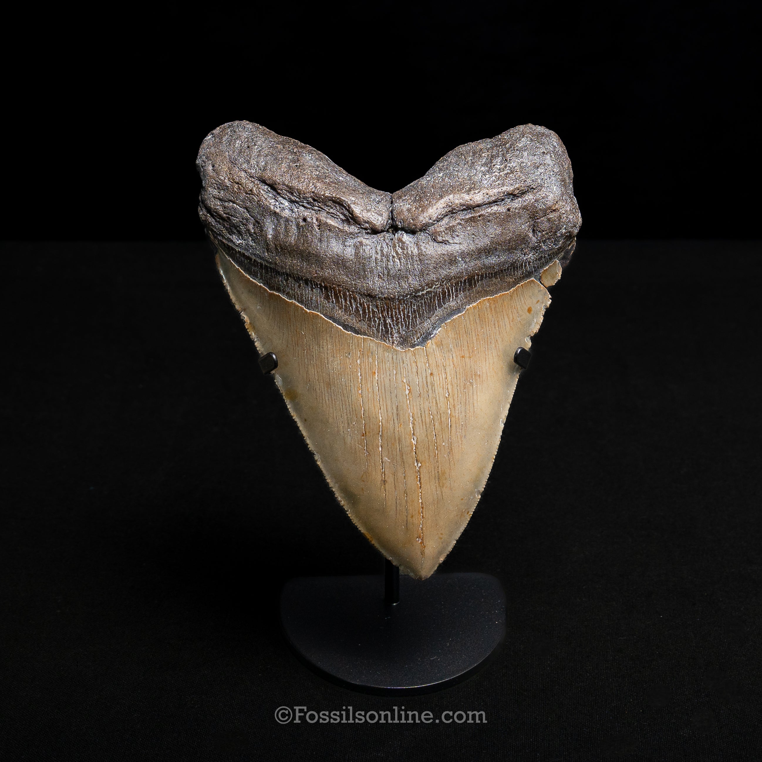 North Carolina Megalodon 6.01"