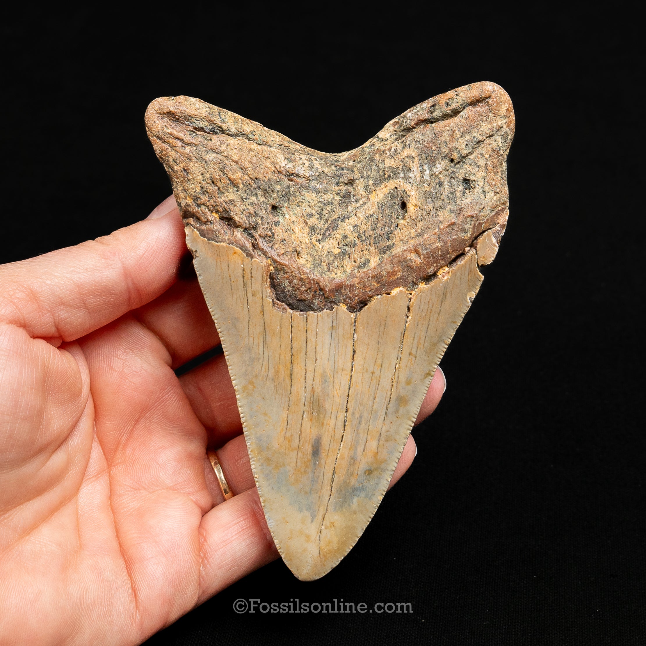 North Carolina Megalodon 4.5"