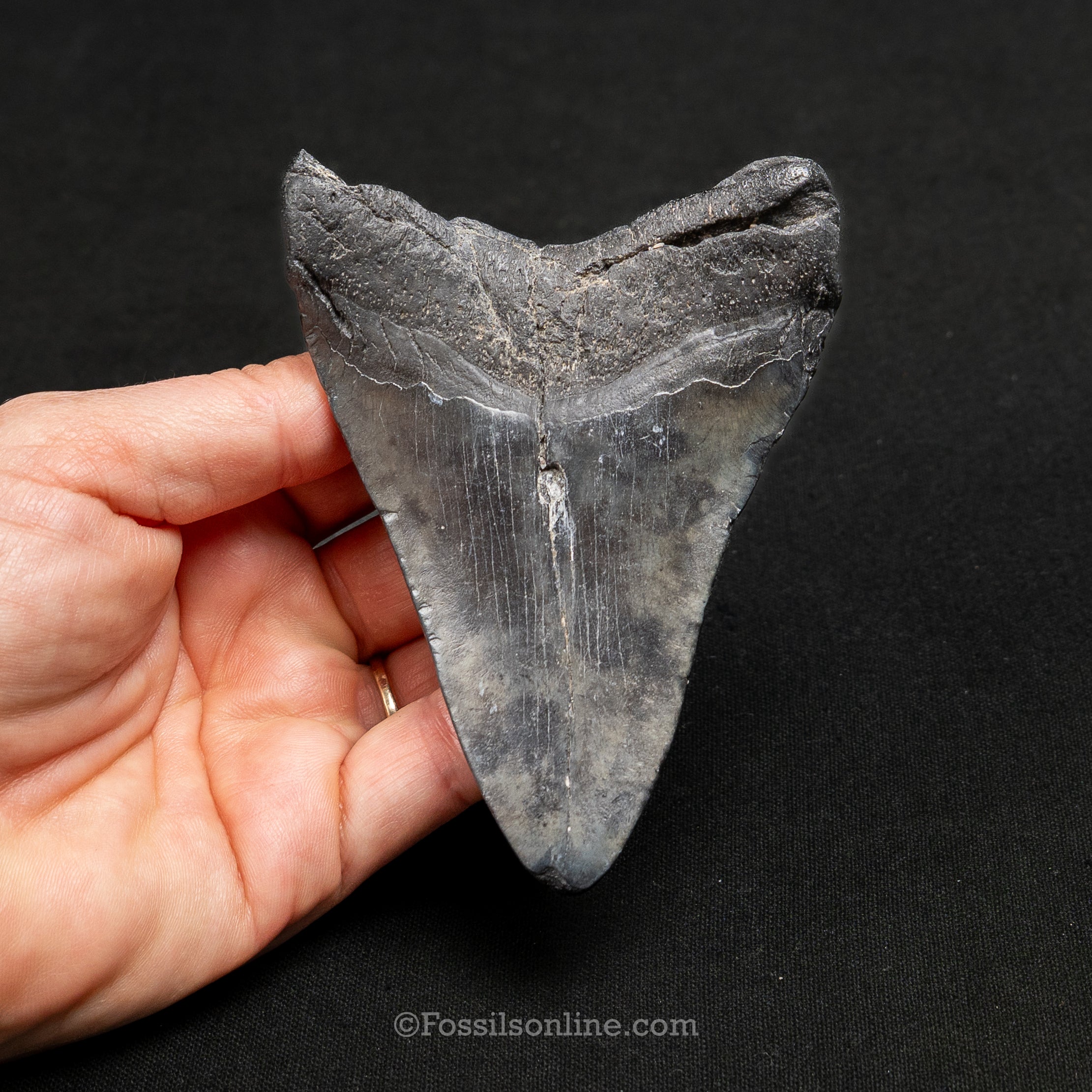 South Carolina Megalodon 4.09"