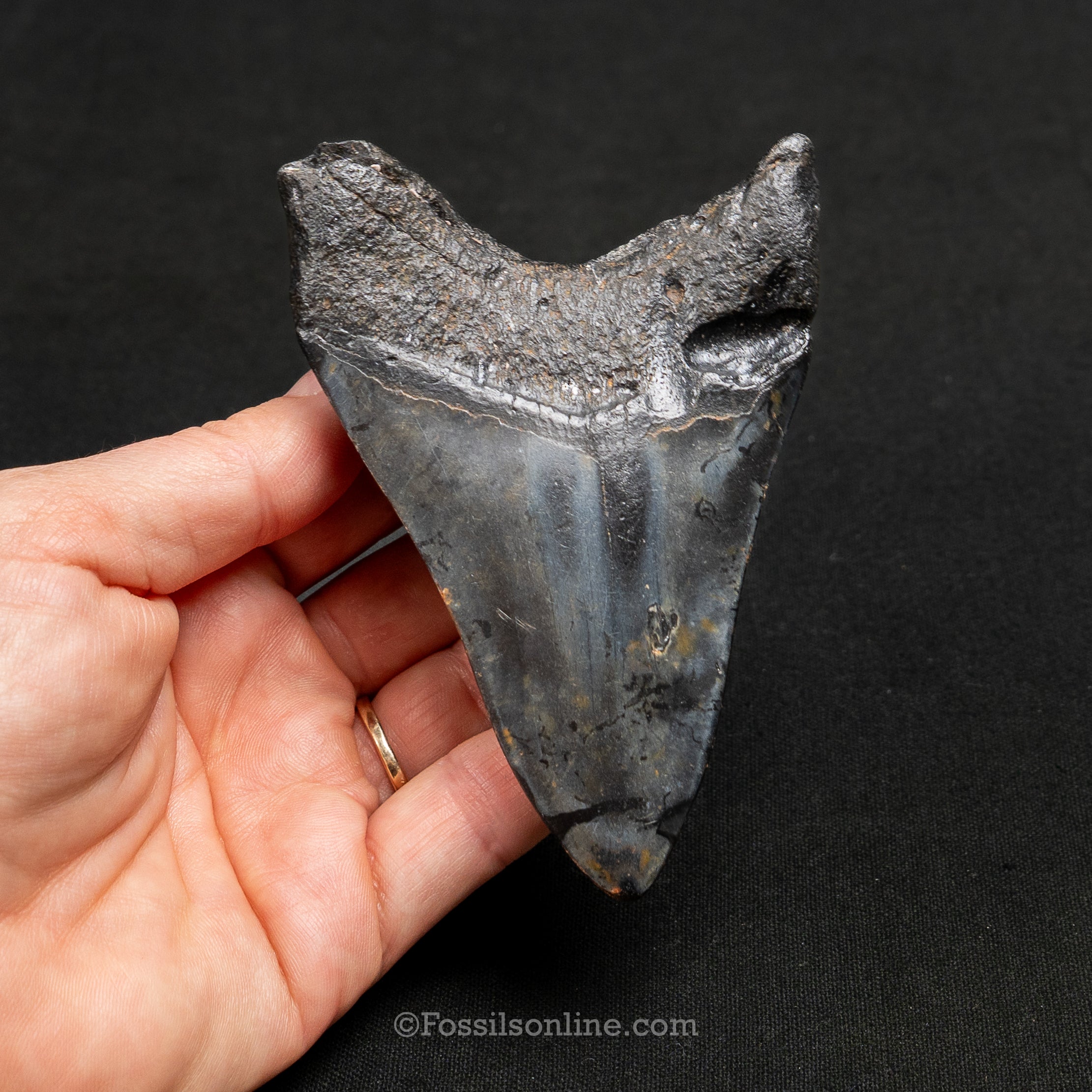 South Carolina Megalodon 4.07"