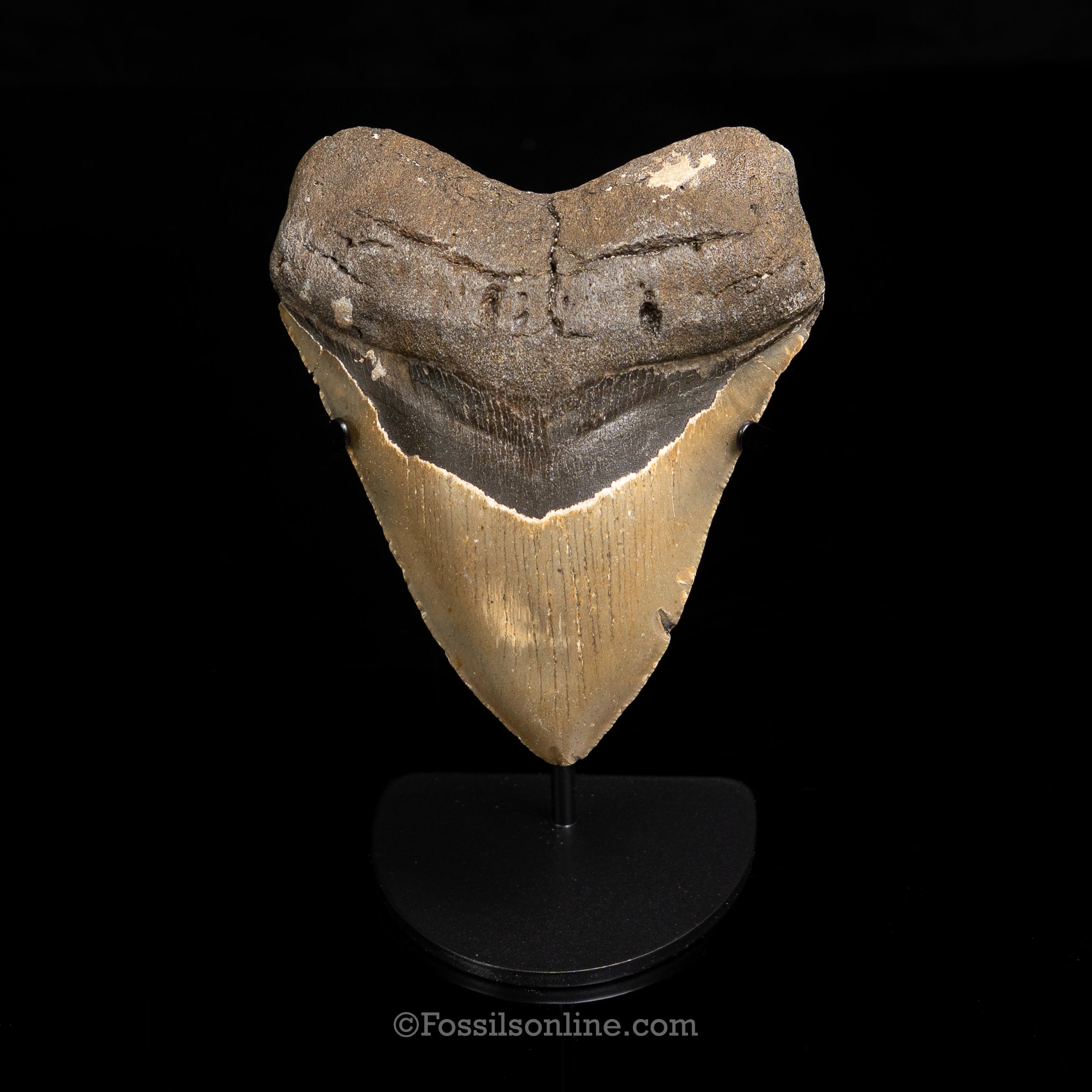 North Carolina Megalodon 4.89"