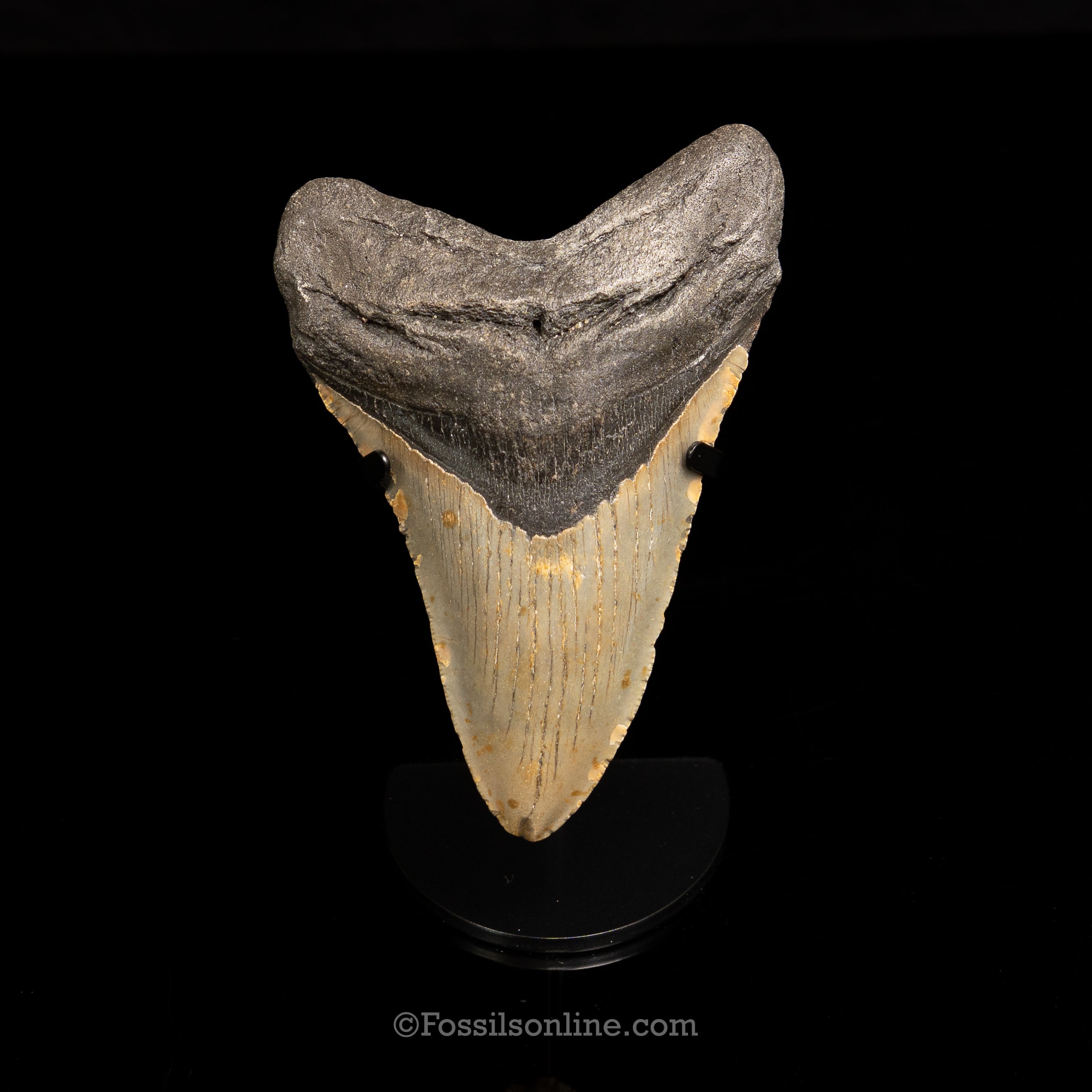 North Carolina Megalodon 5.39"
