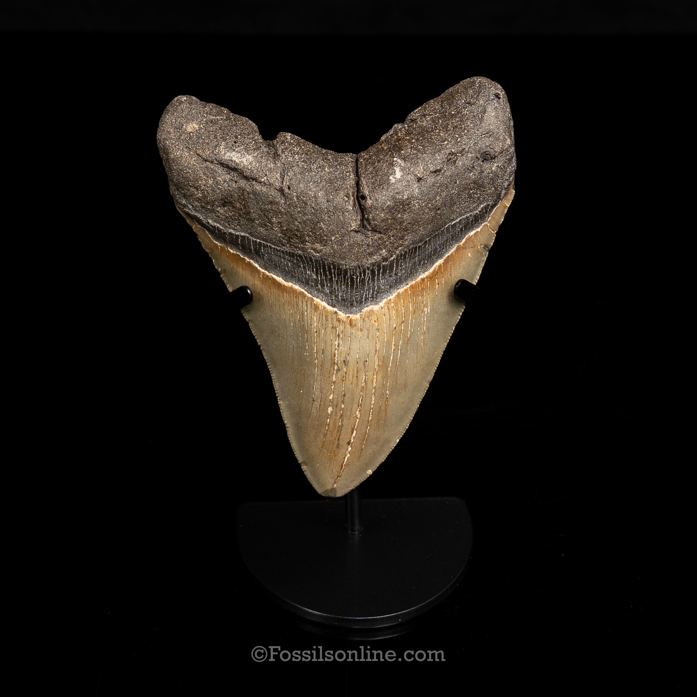 North Carolina Megalodon 4.79"