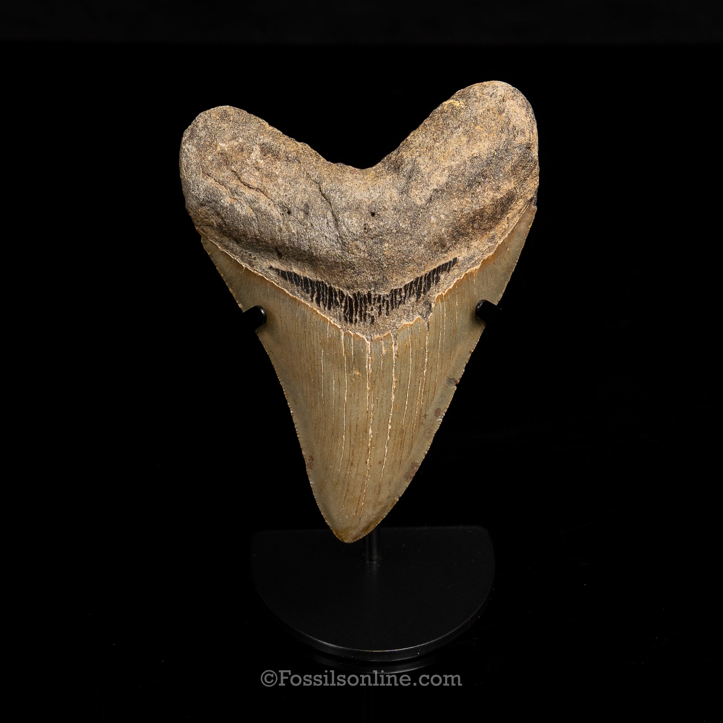 North Carolina Megalodon 4.99"