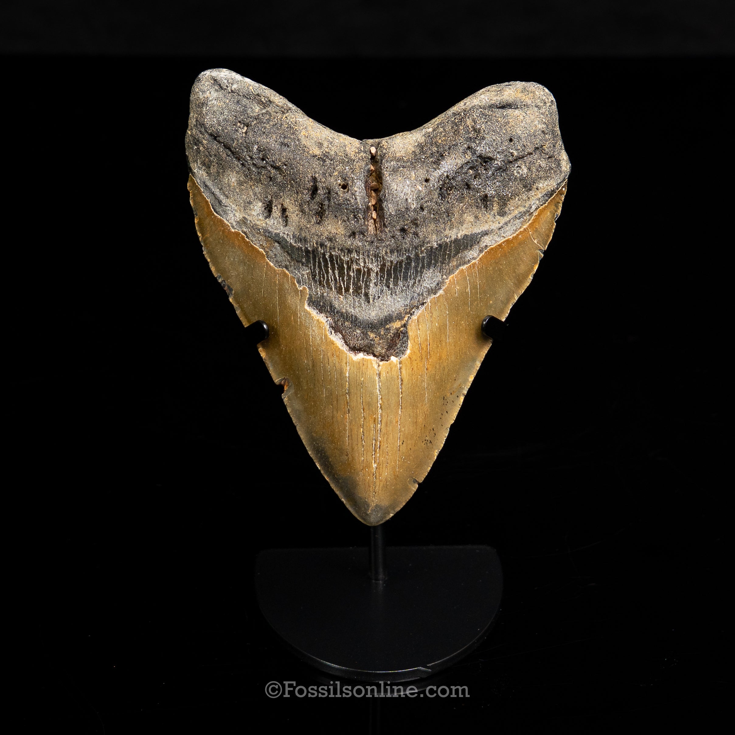North Carolina Megalodon 4.95"