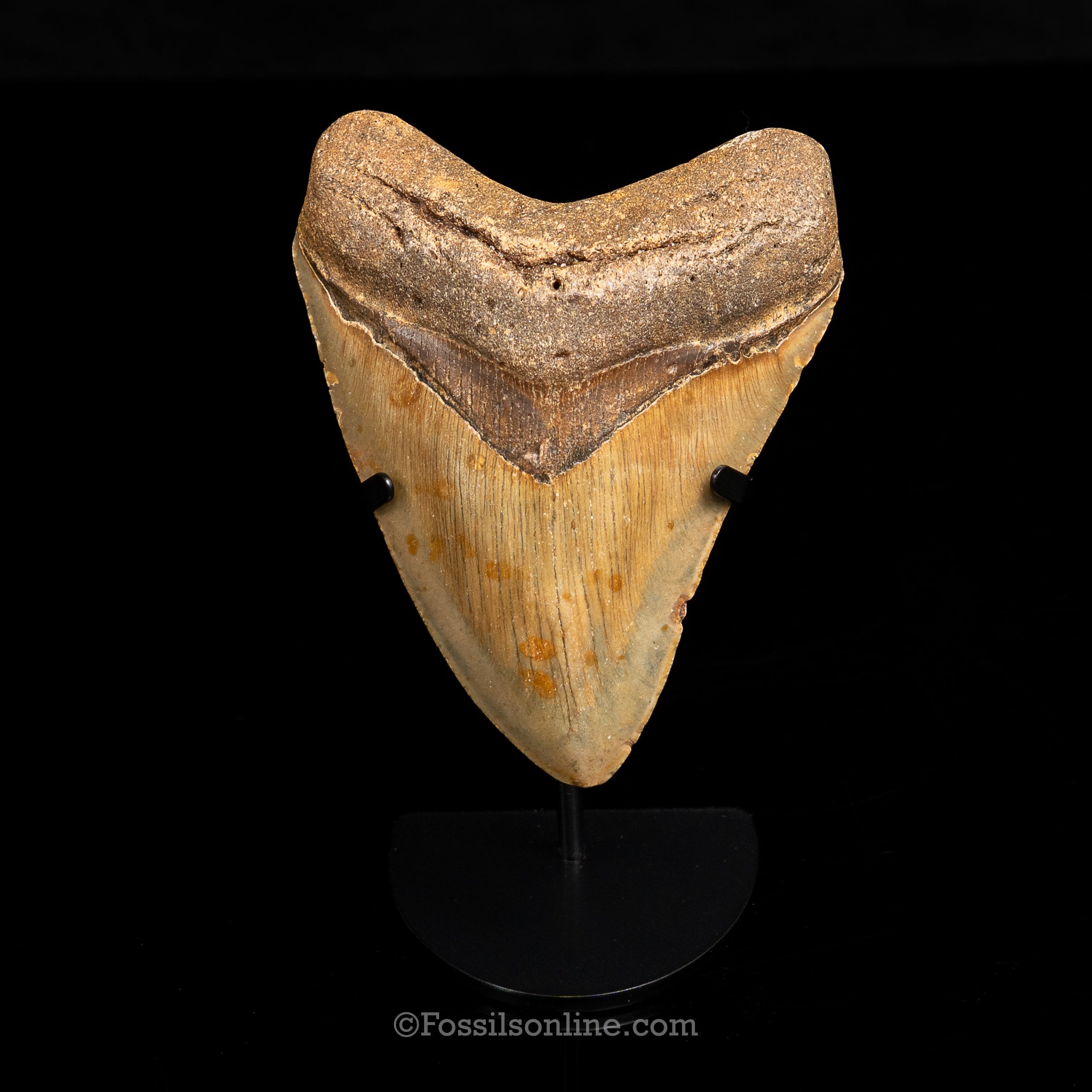 North Carolina Megalodon 4.88"