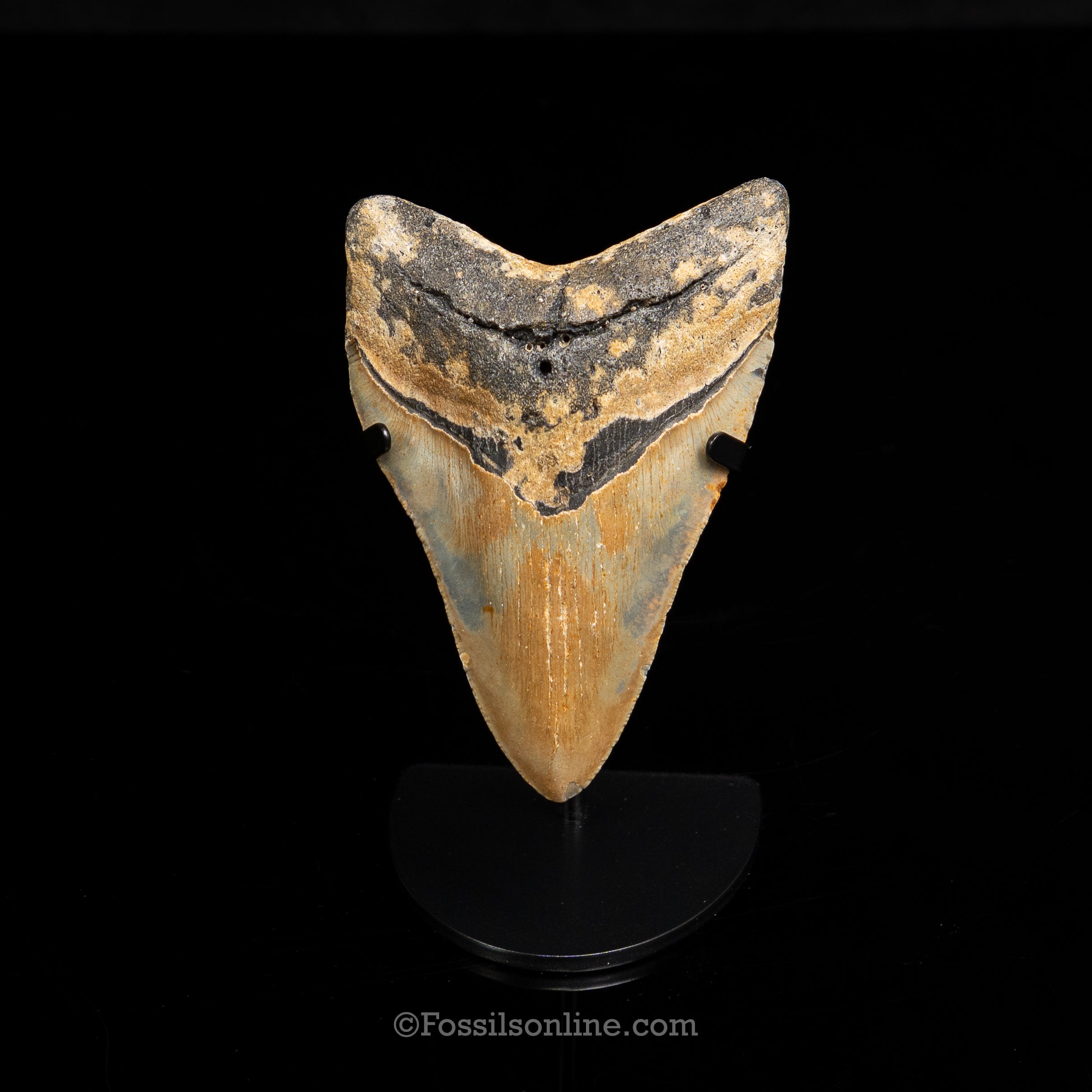 North Carolina Megalodon 4.44"
