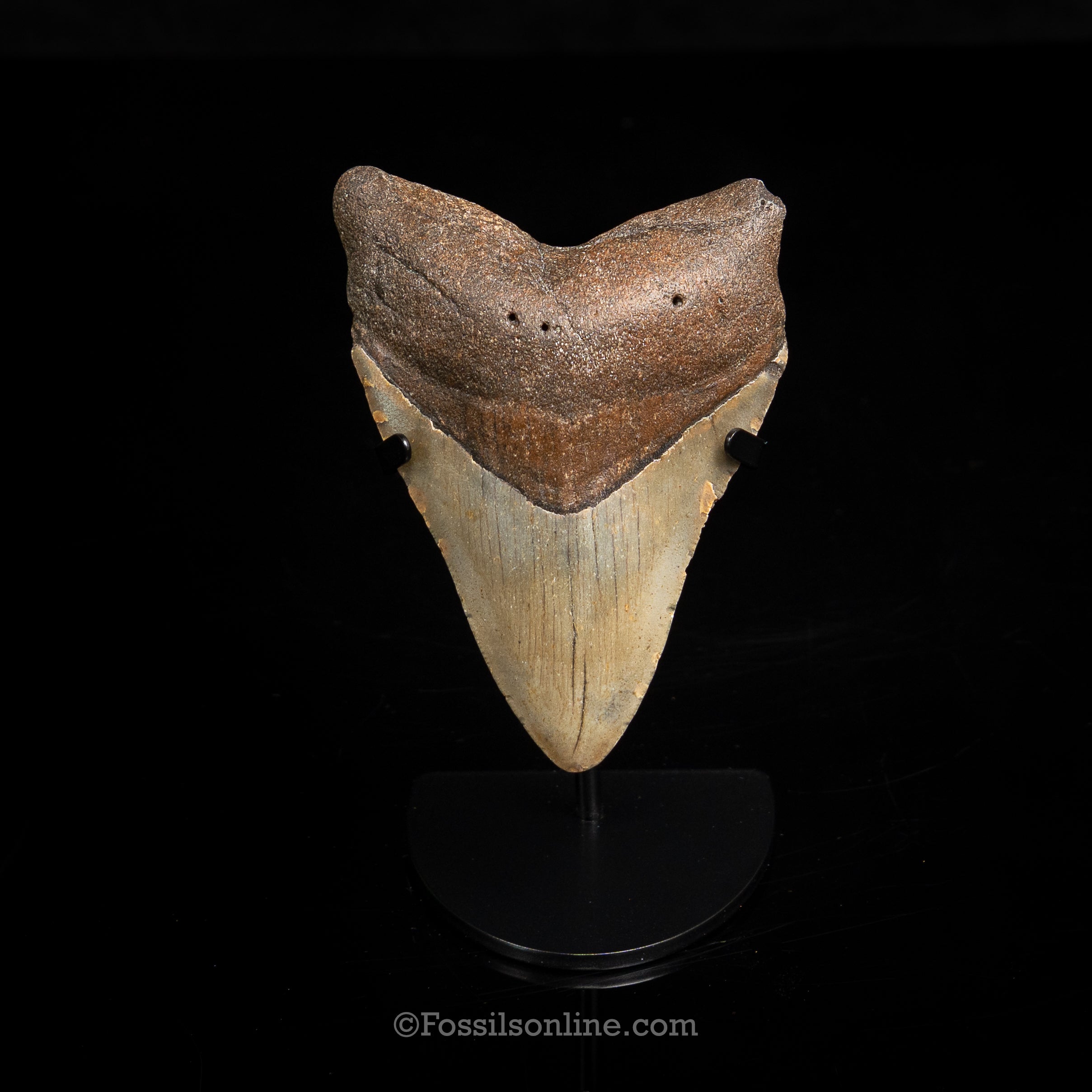 North Carolina Megalodon 4.42"