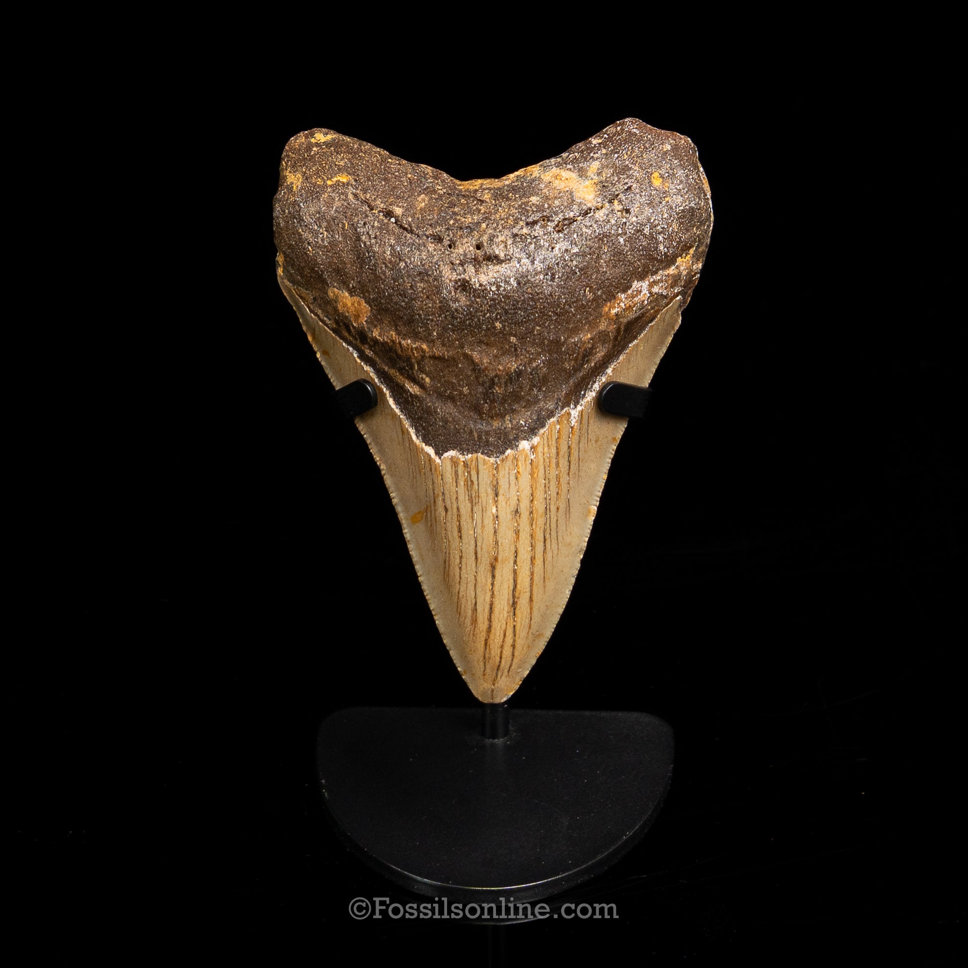 North Carolina Megalodon 3.86"