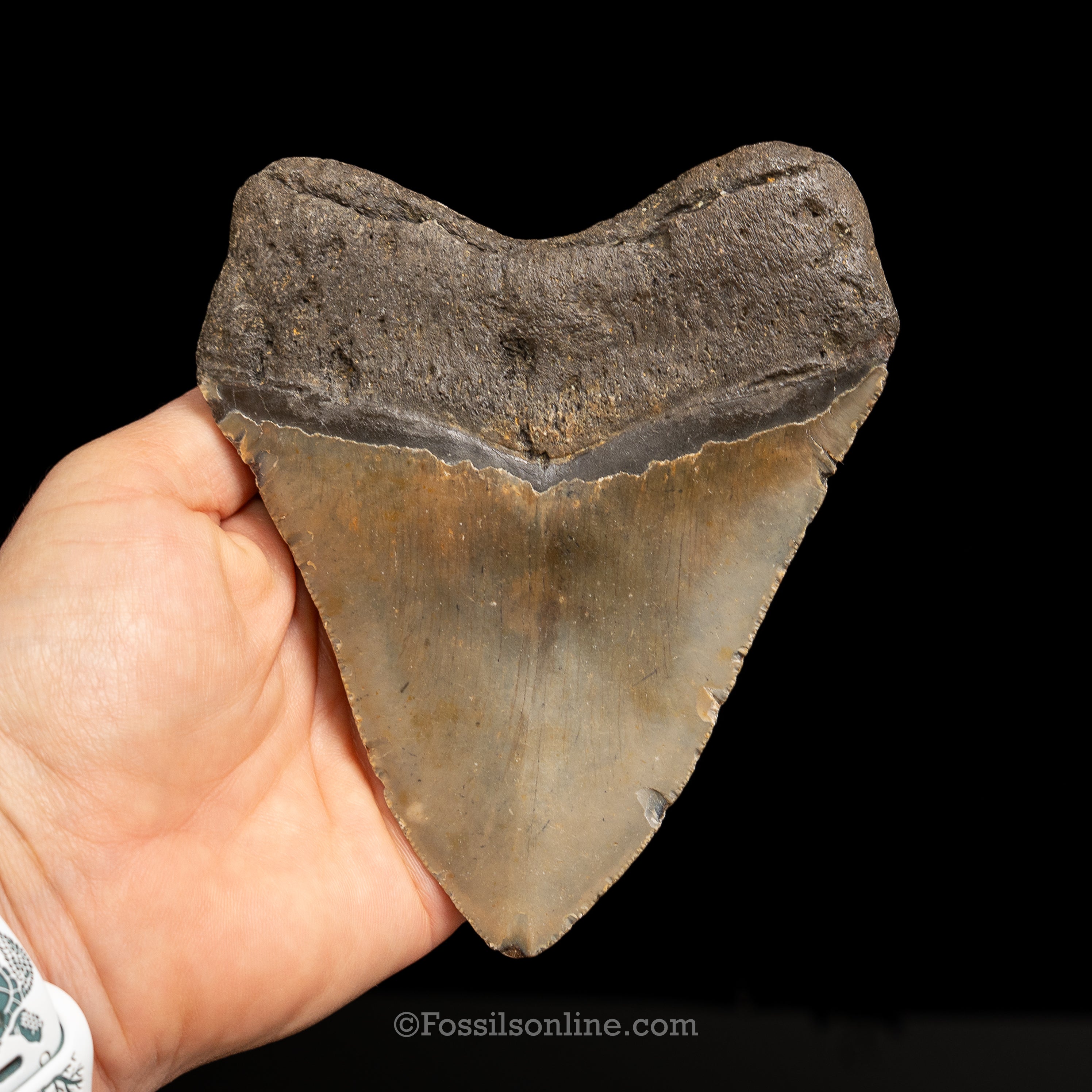 North Carolina Megalodon 4.89"
