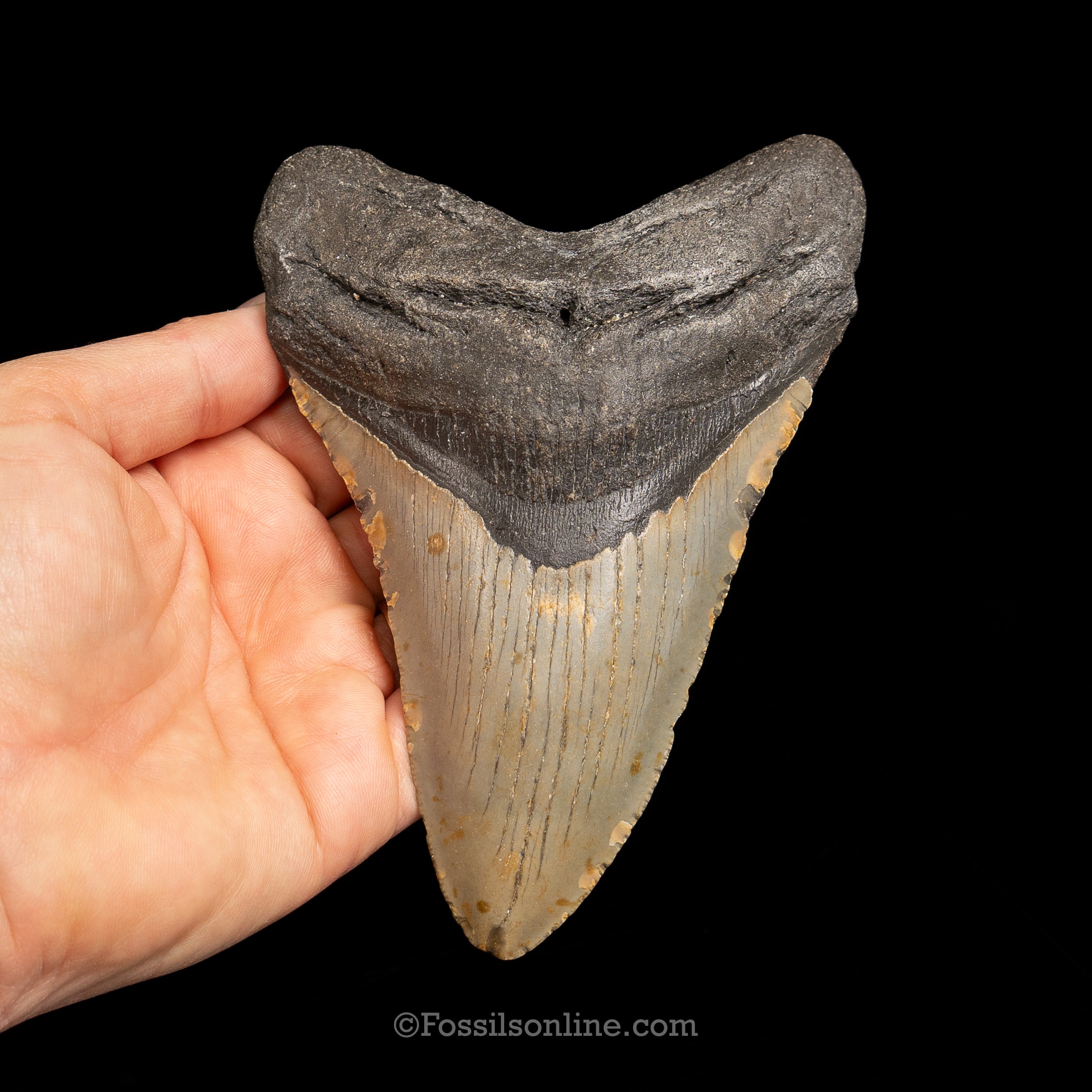 North Carolina Megalodon 5.39"