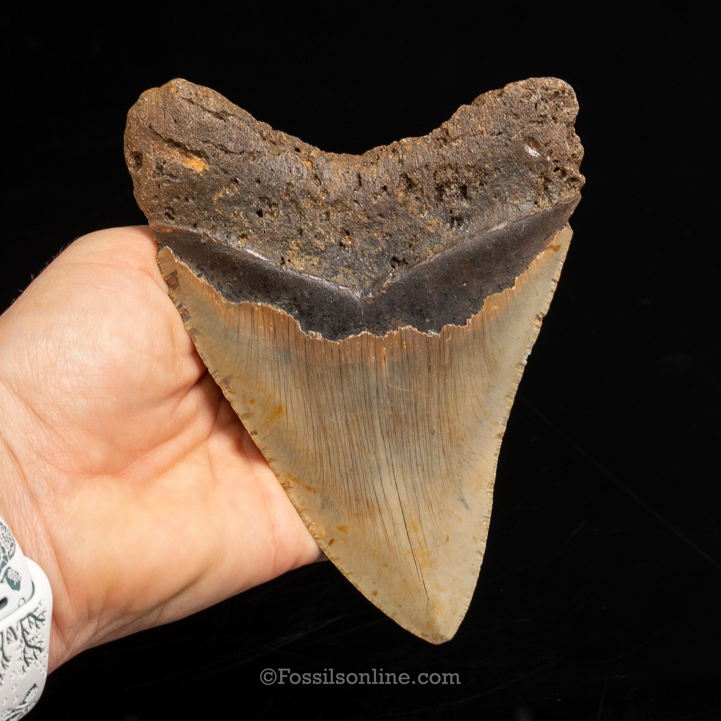 North Carolina Megalodon 5.33"