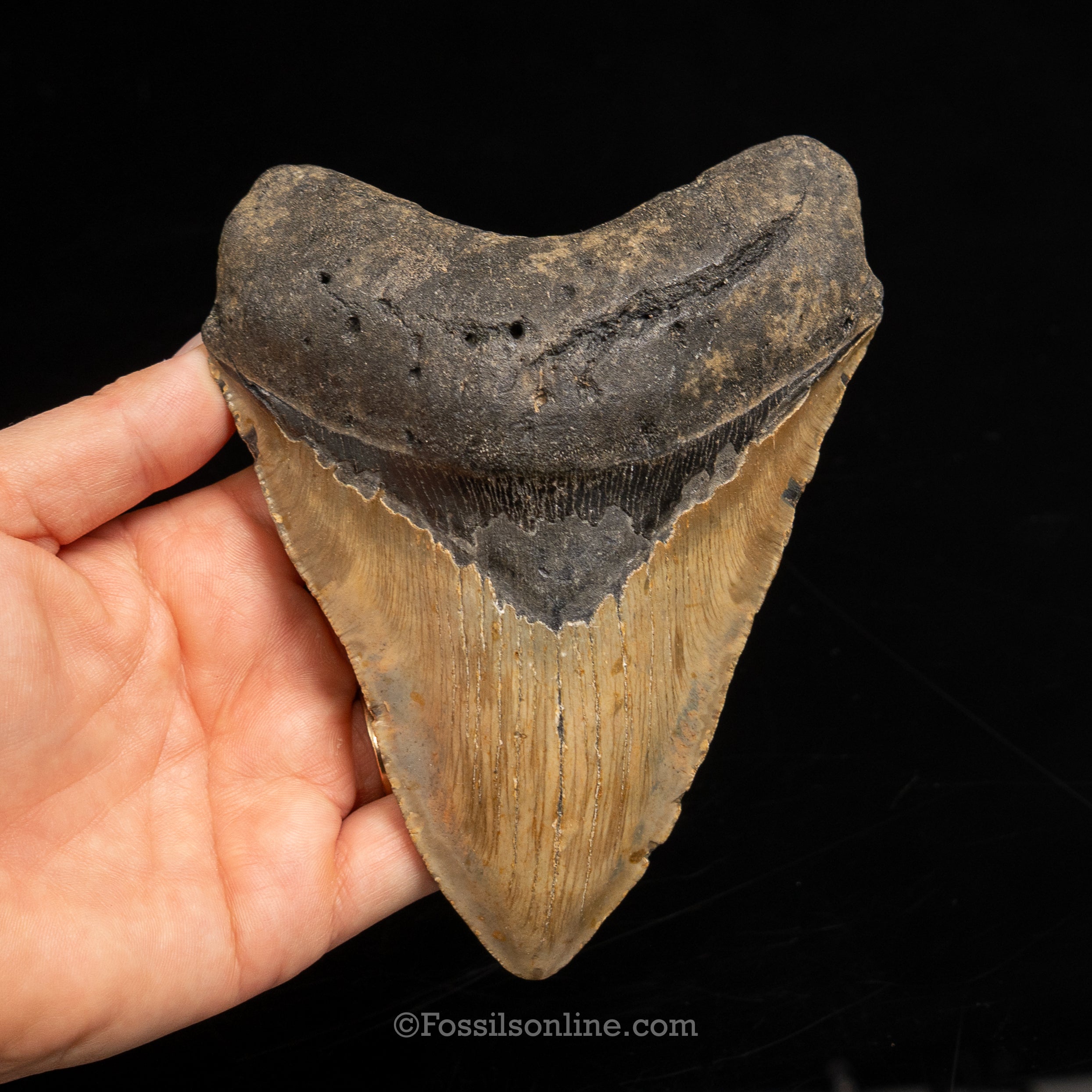 North Carolina Megalodon 5.40"