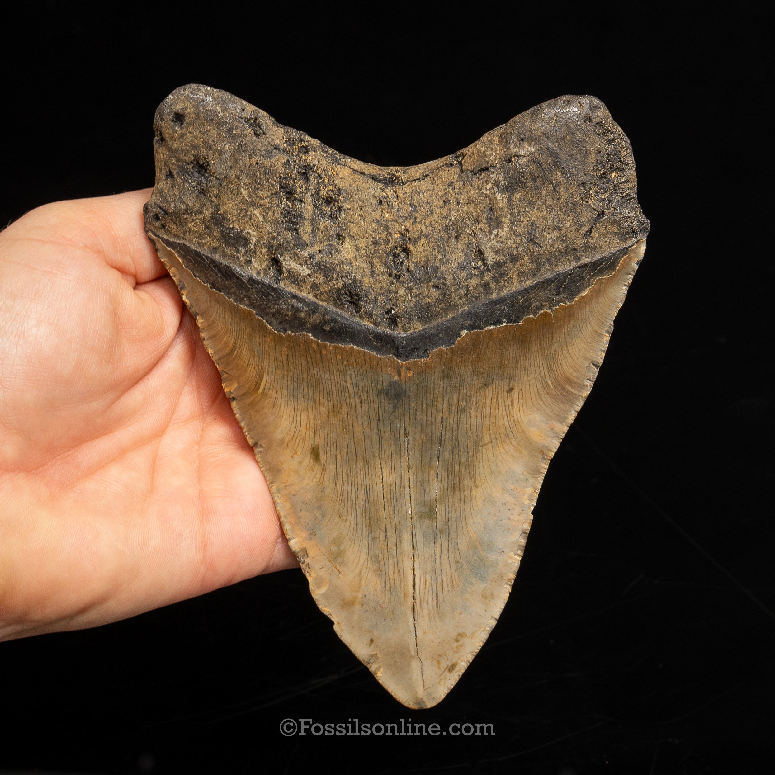 North Carolina Megalodon 5.40"