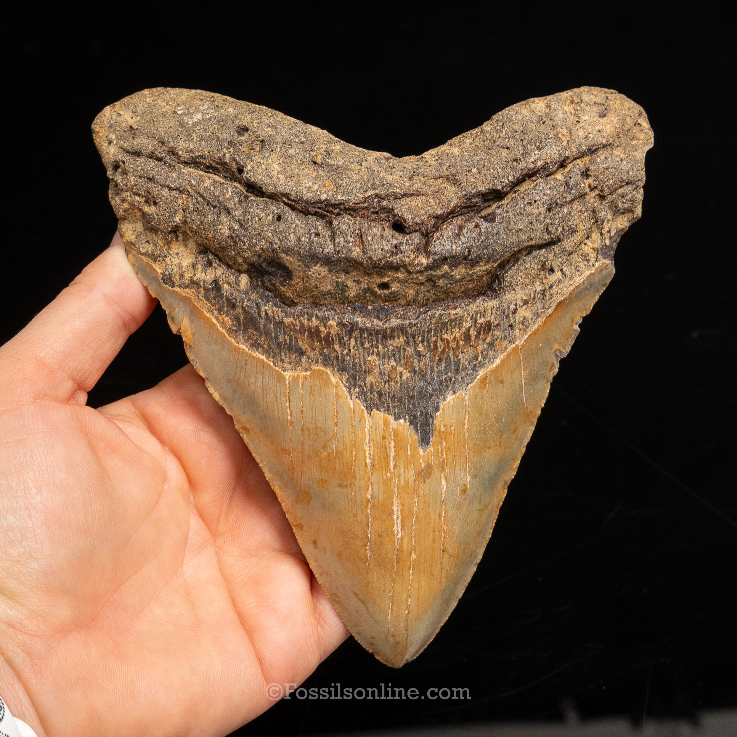North Carolina Megalodon 5.57"