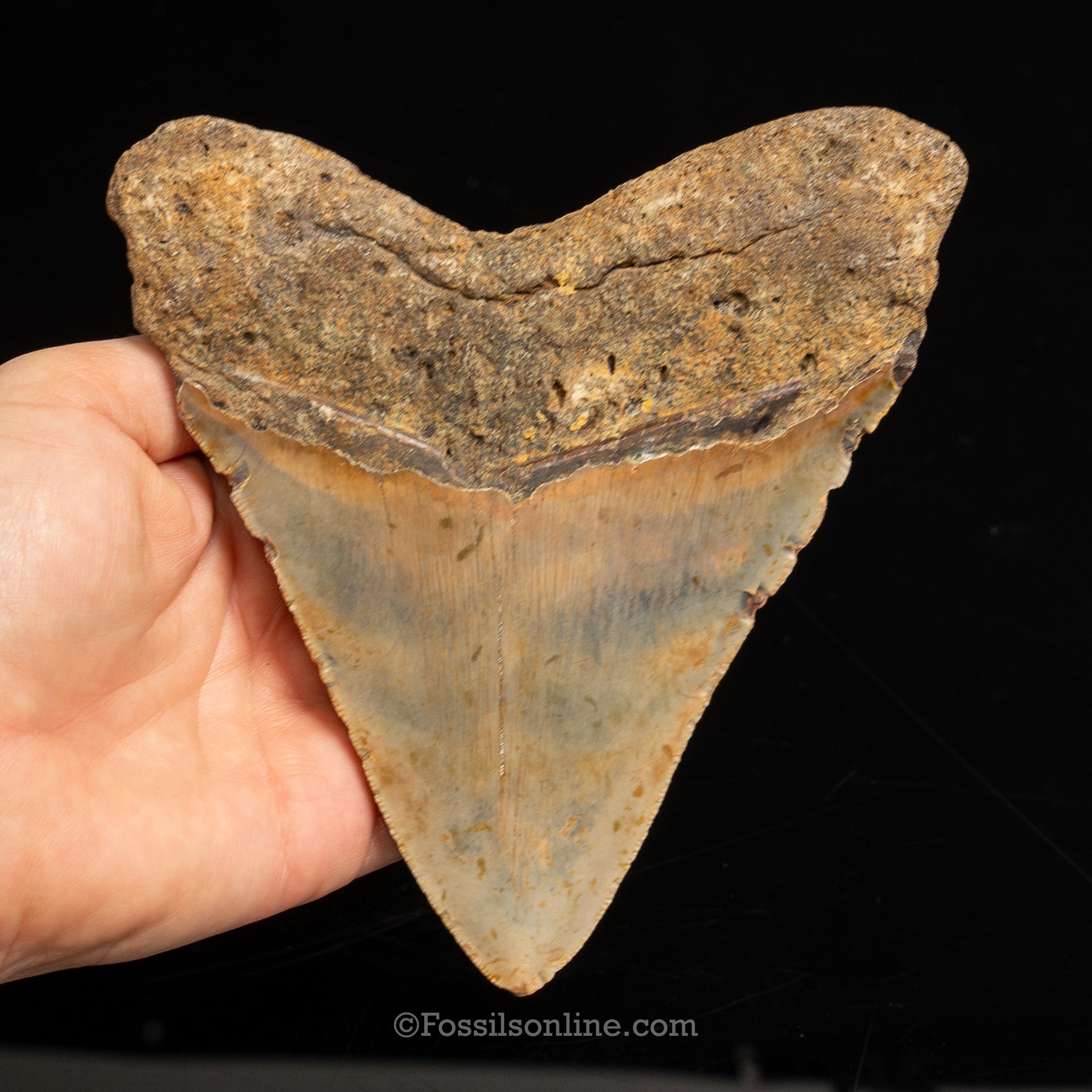 North Carolina Megalodon 5.57"