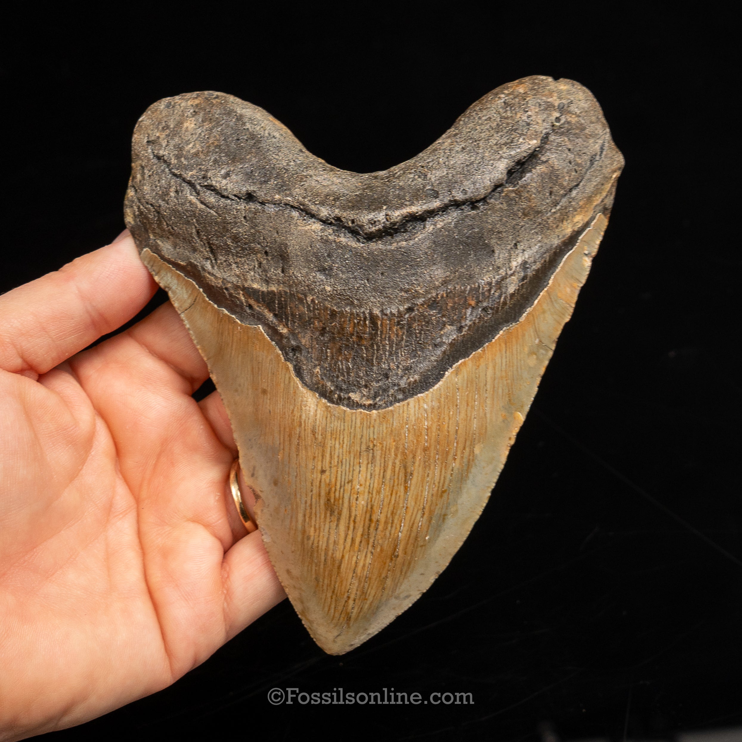 North Carolina Megalodon 5.44"