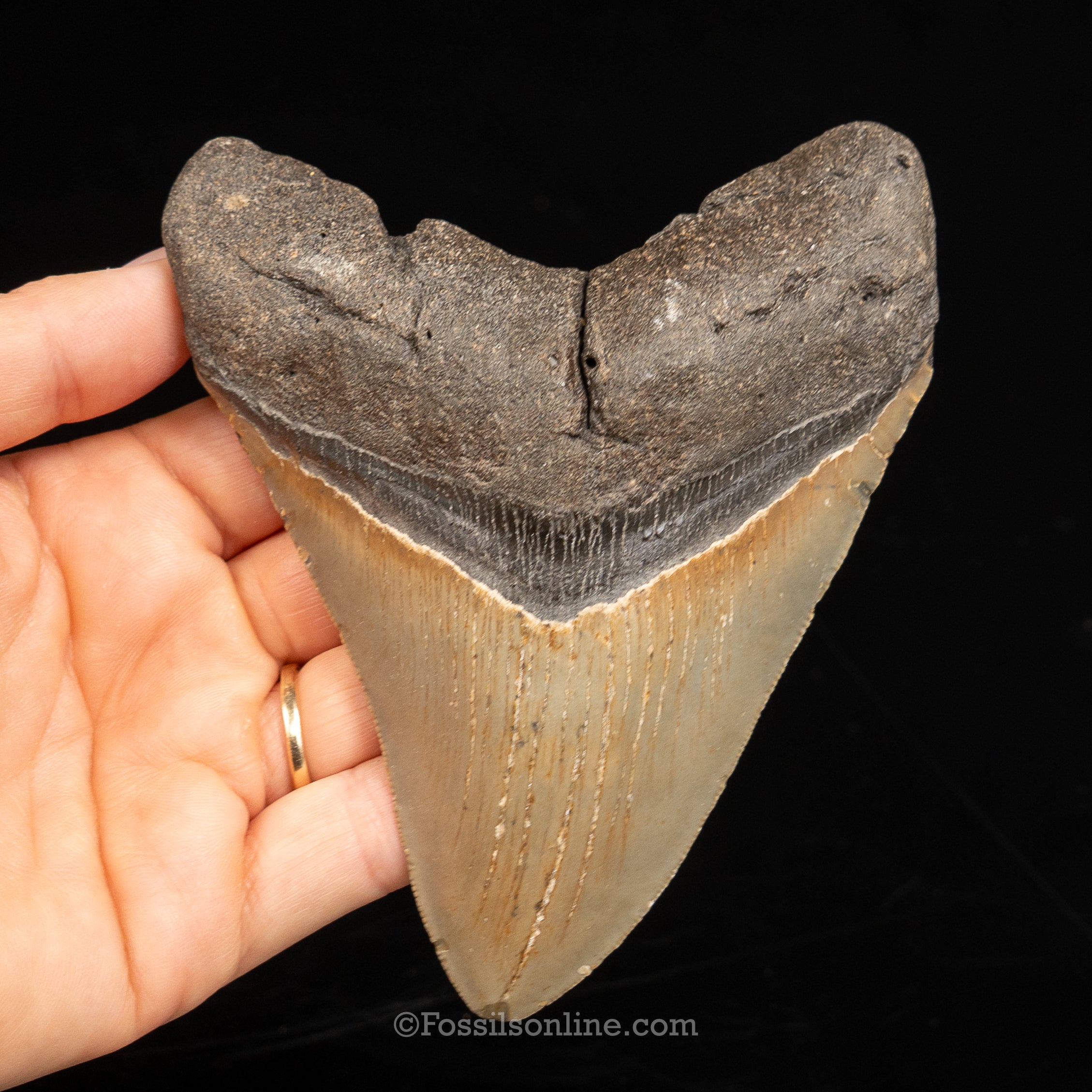 North Carolina Megalodon 4.79"