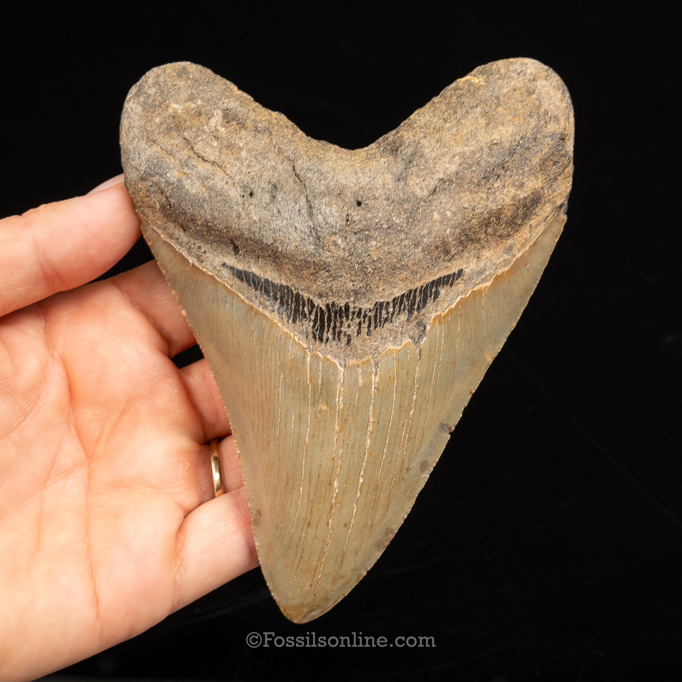 North Carolina Megalodon 4.99"