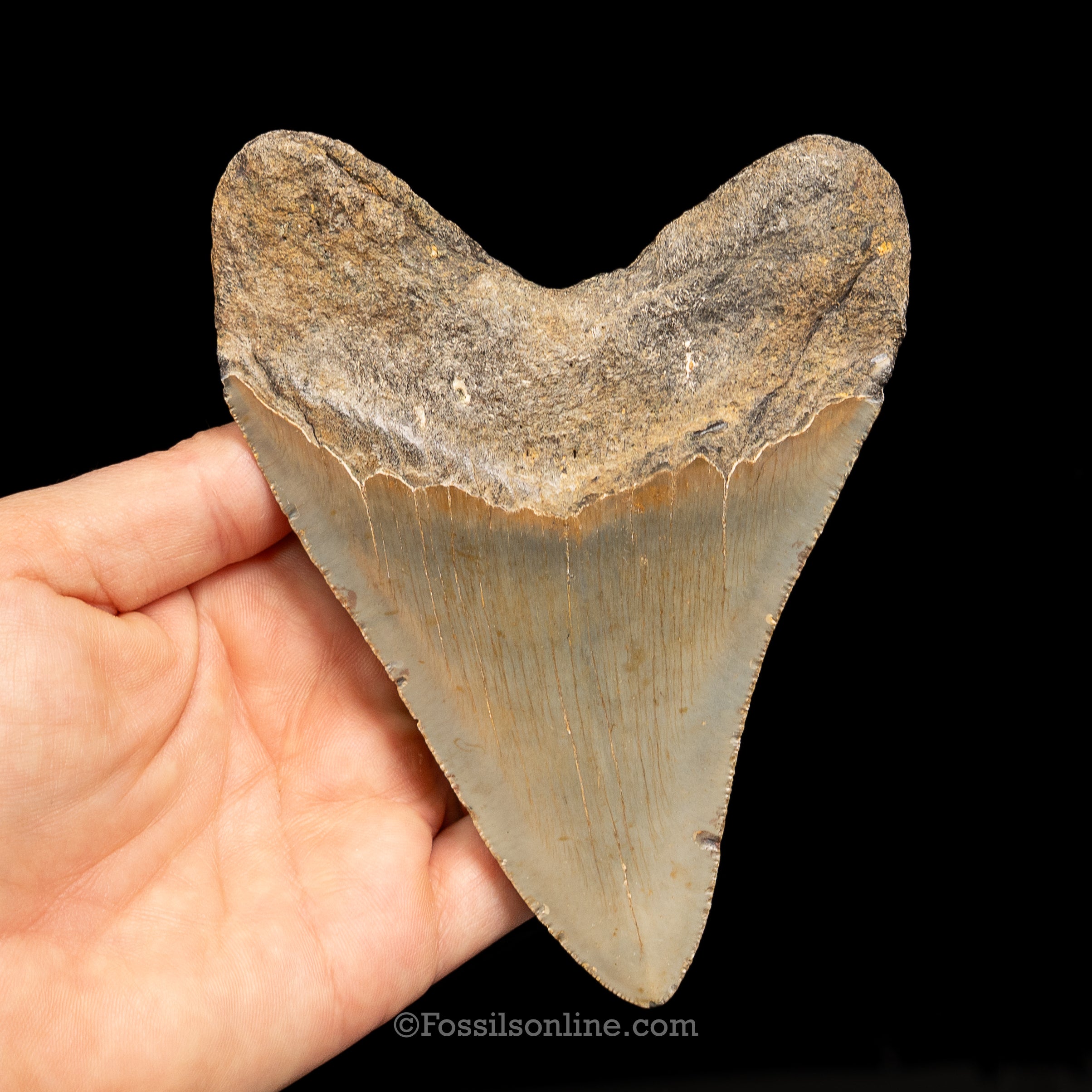 North Carolina Megalodon 4.99"