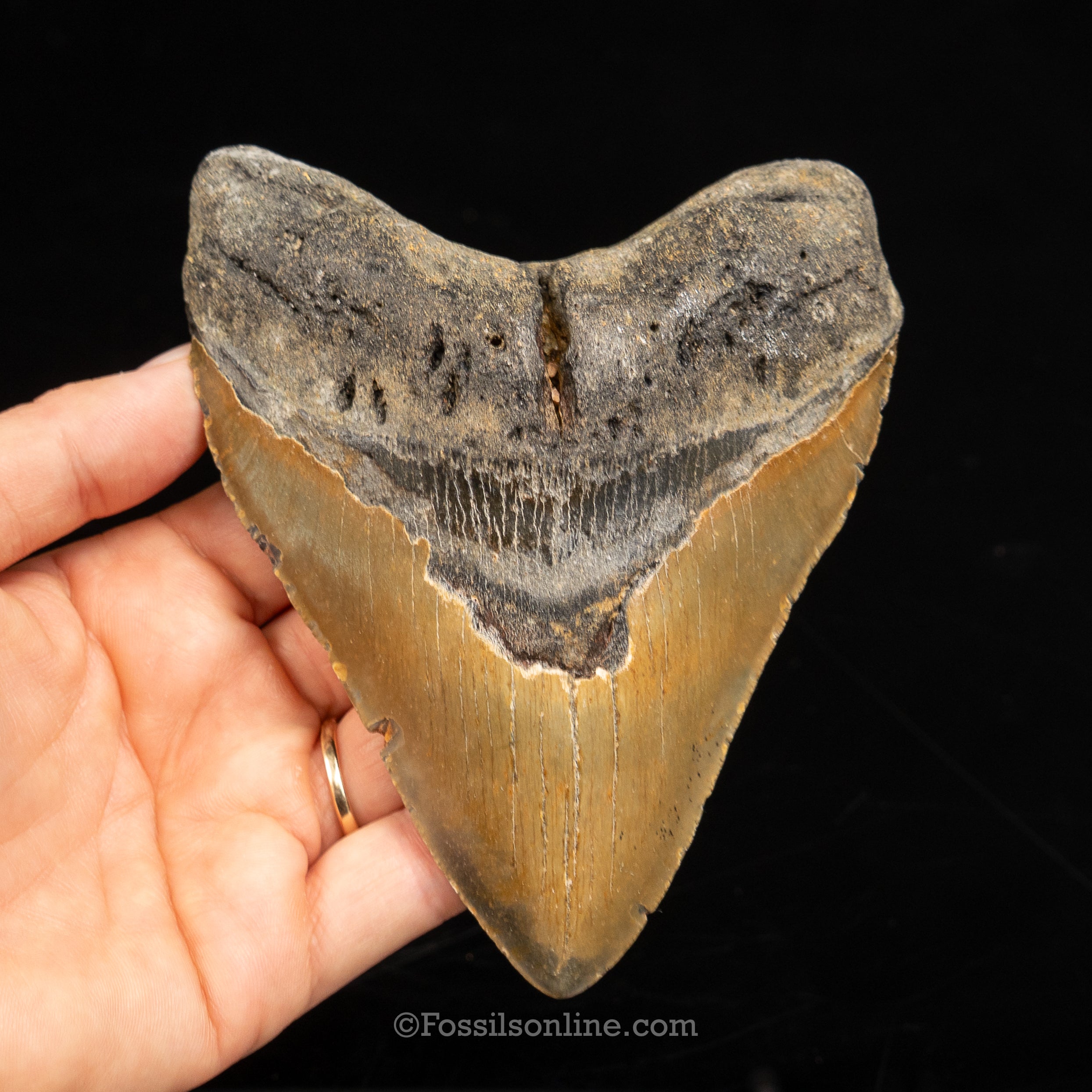 North Carolina Megalodon 4.95"