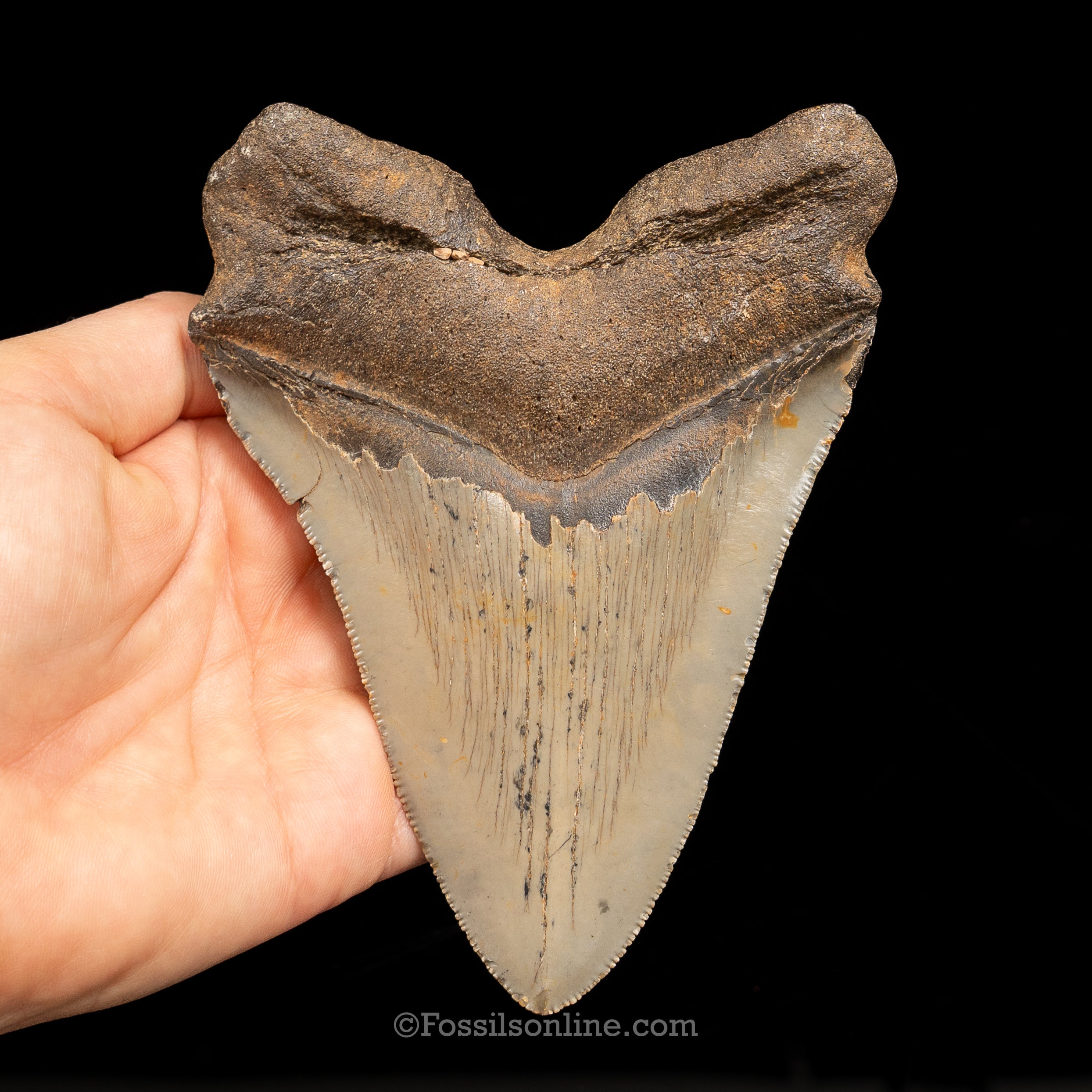 North Carolina Megalodon 5.01"