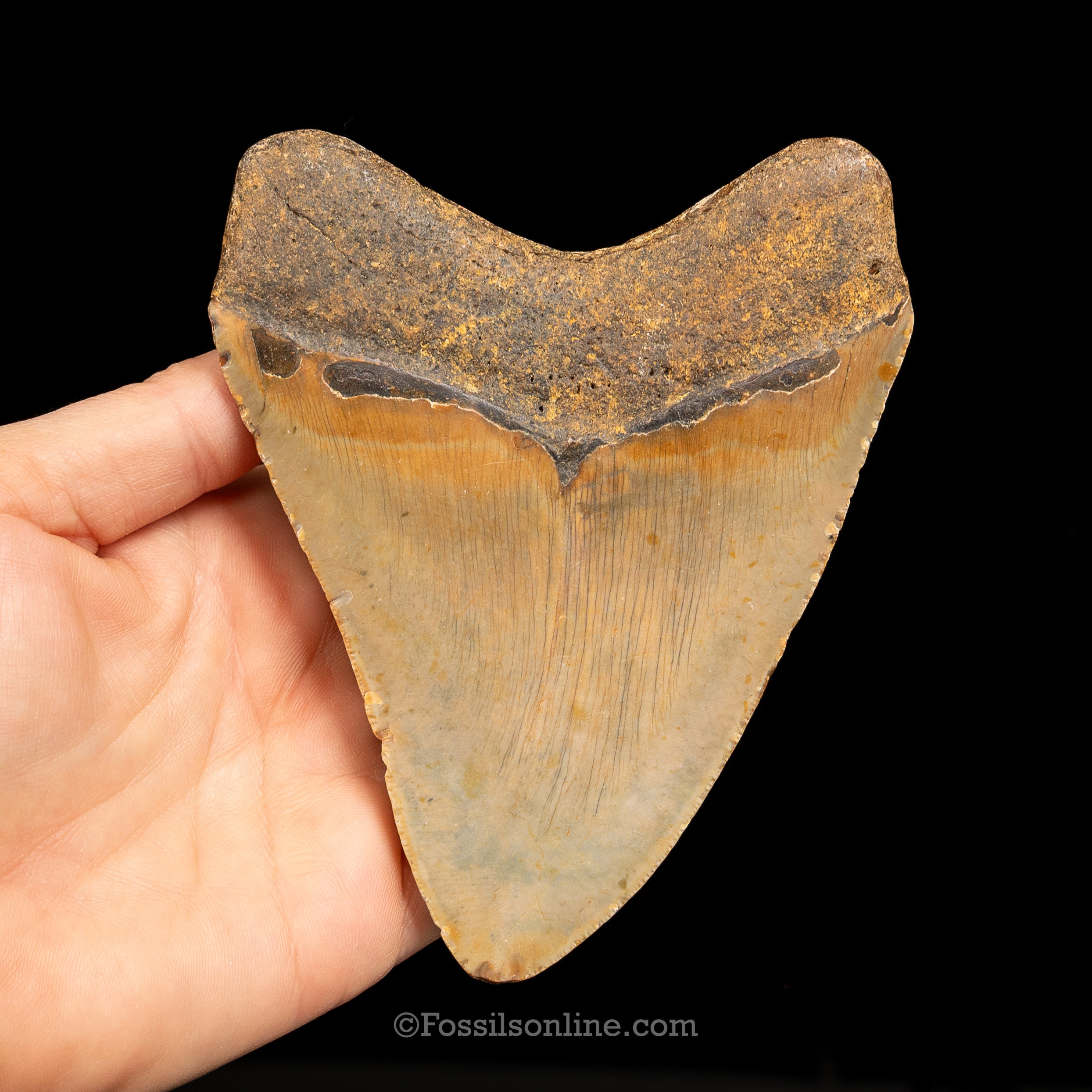 North Carolina Megalodon 4.88"