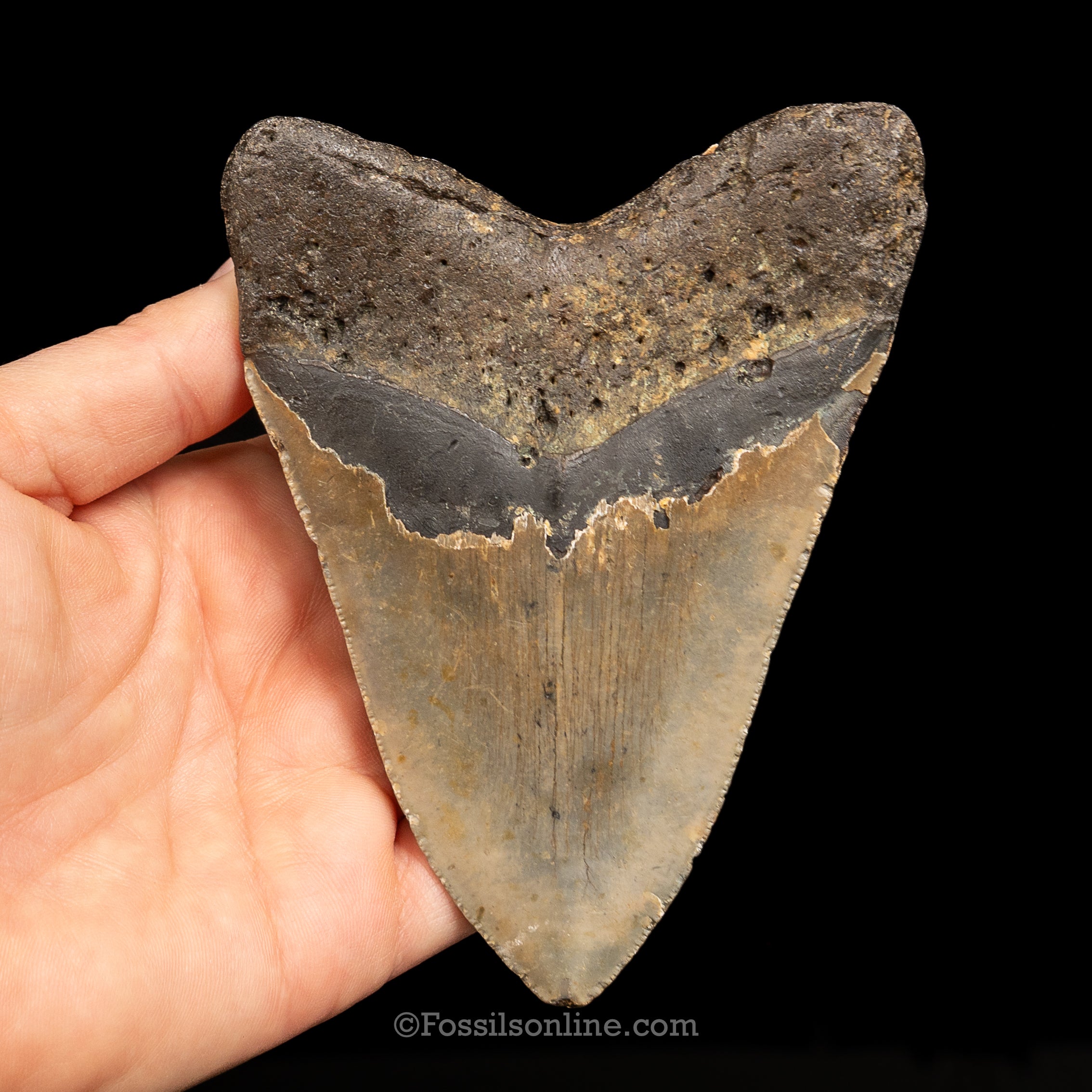 North Carolina Megalodon 4.58"