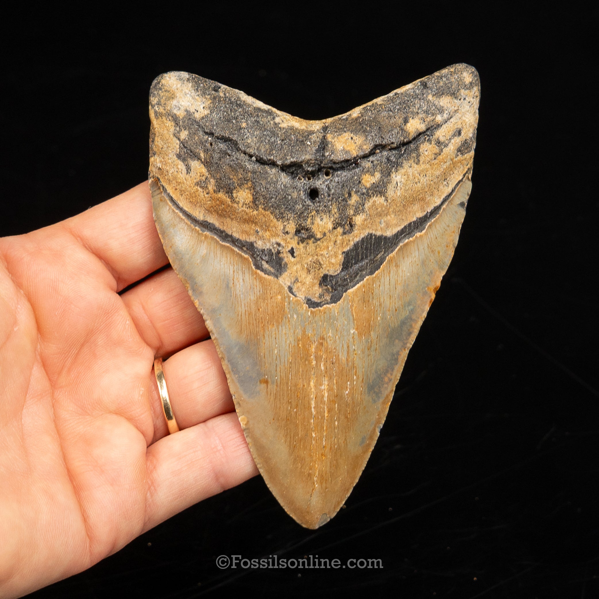 North Carolina Megalodon 4.44"