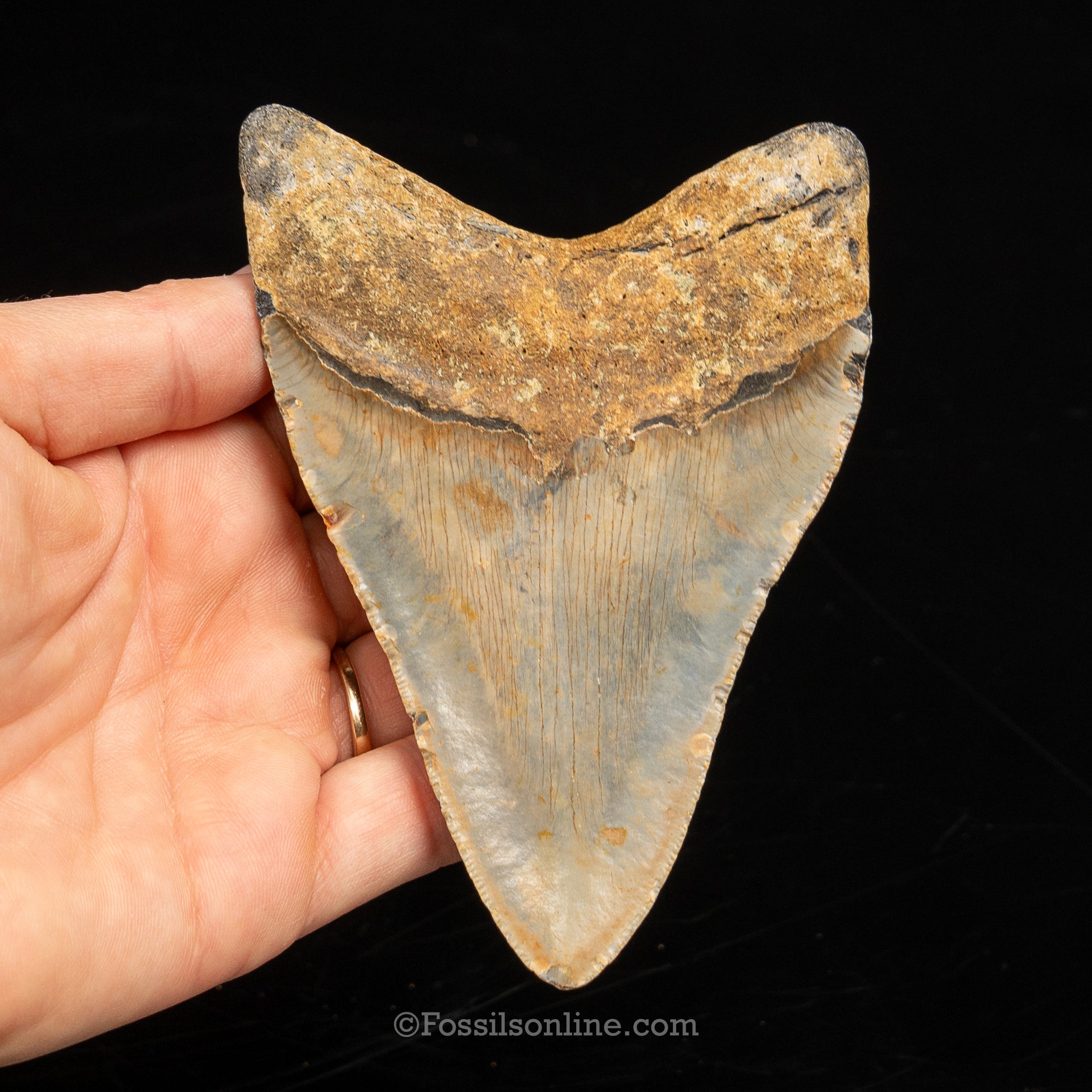 North Carolina Megalodon 4.44"