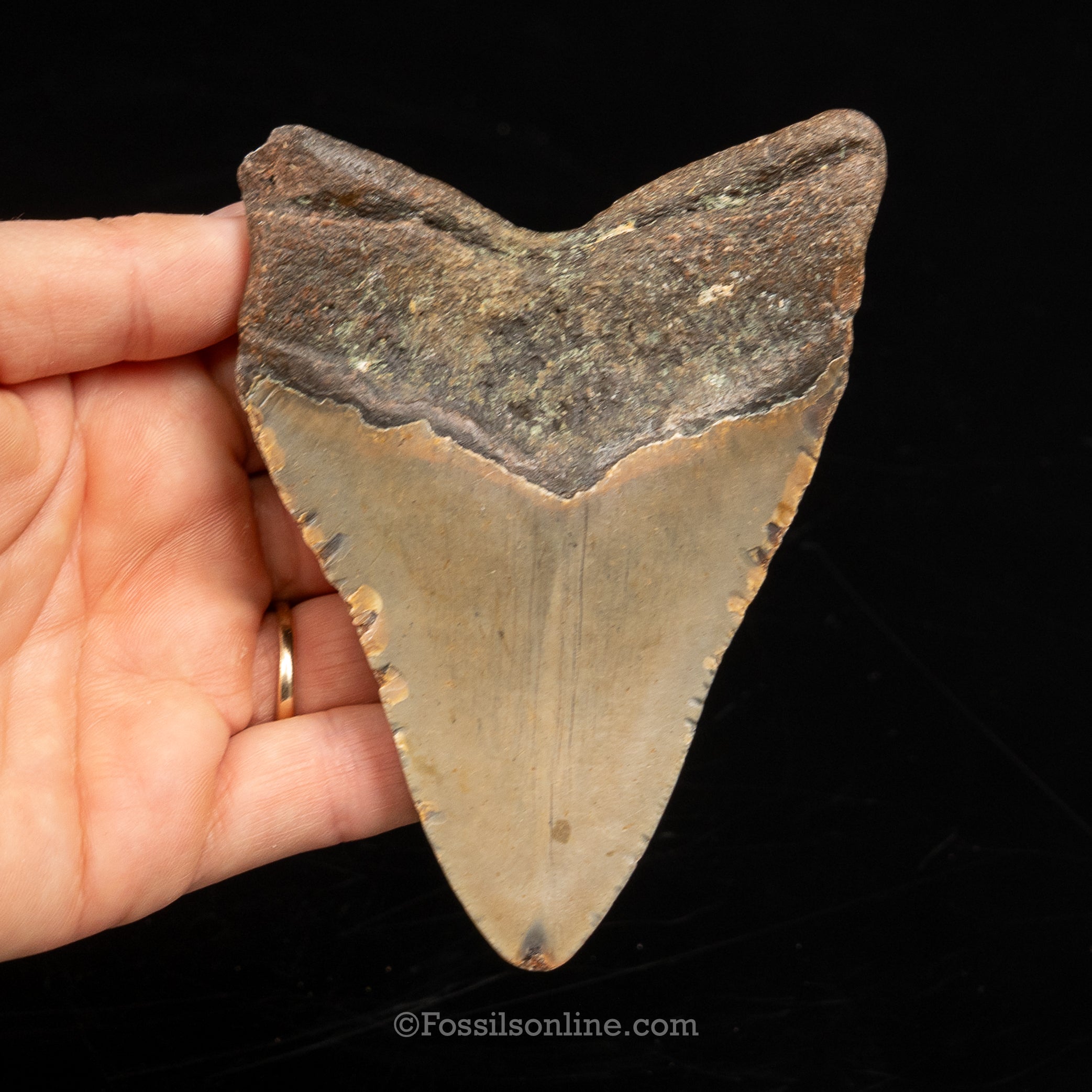 North Carolina Megalodon 4.42"