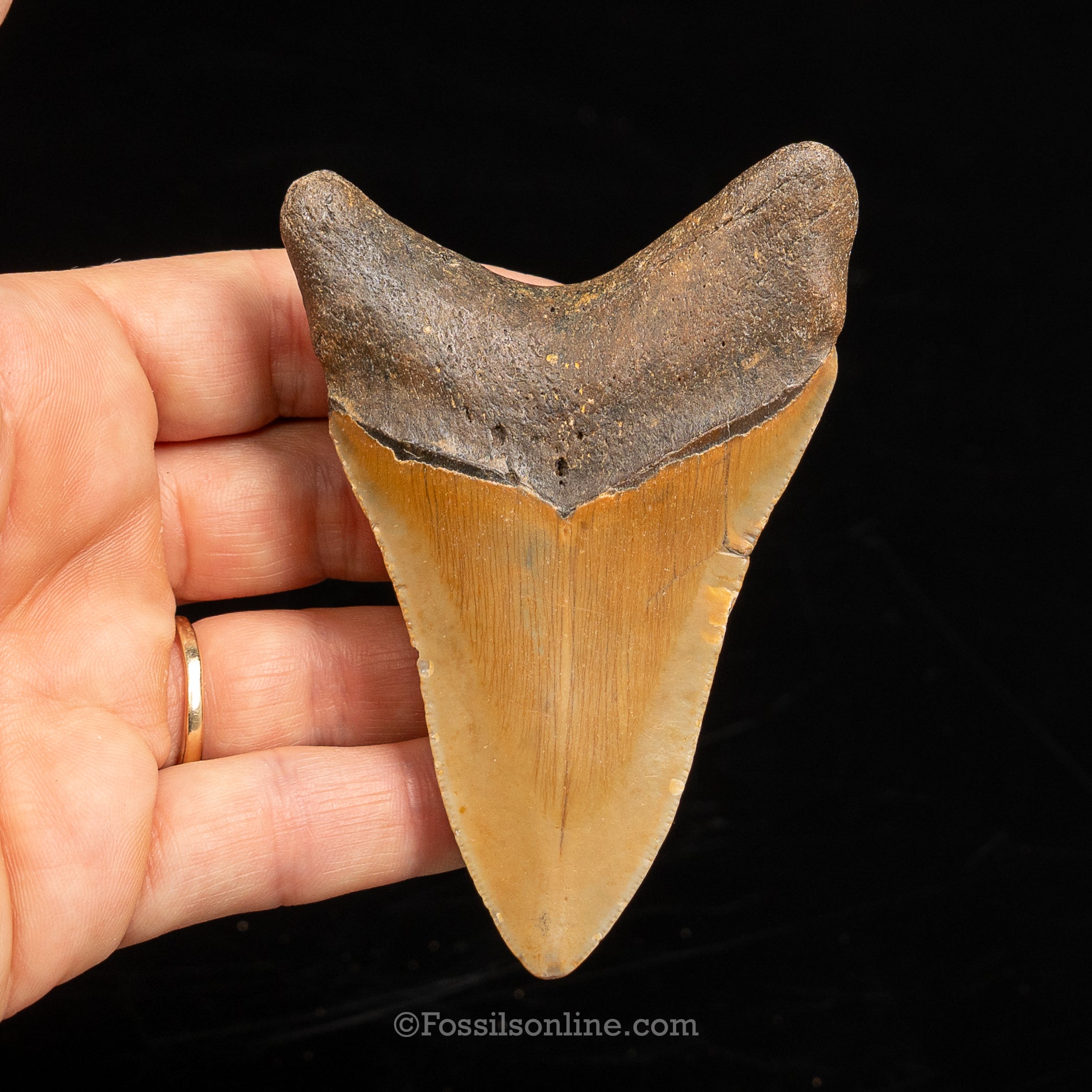 North Carolina Megalodon 3.67"
