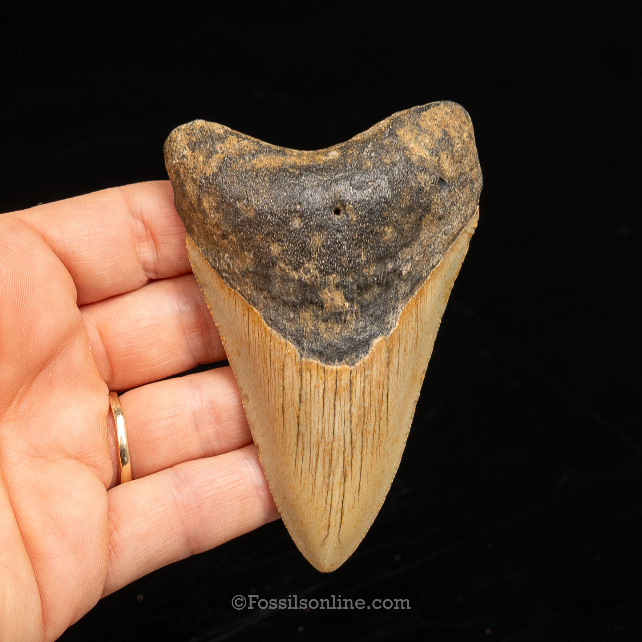 North Carolina Megalodon 3.59"