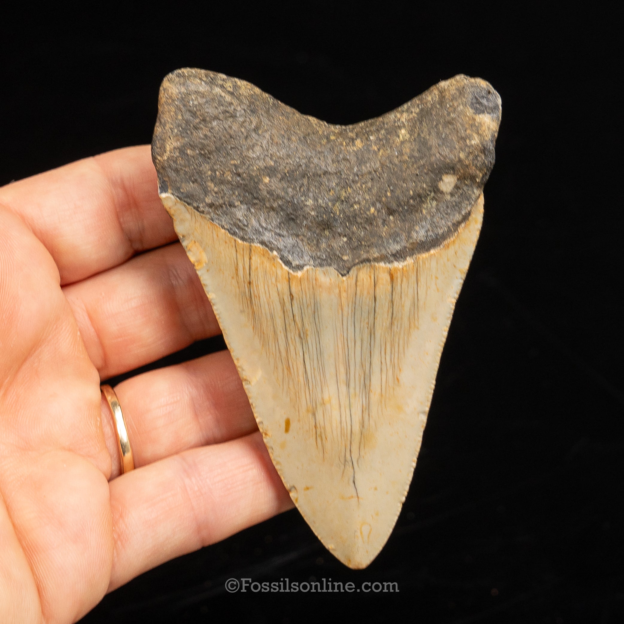 North Carolina Megalodon 3.59"