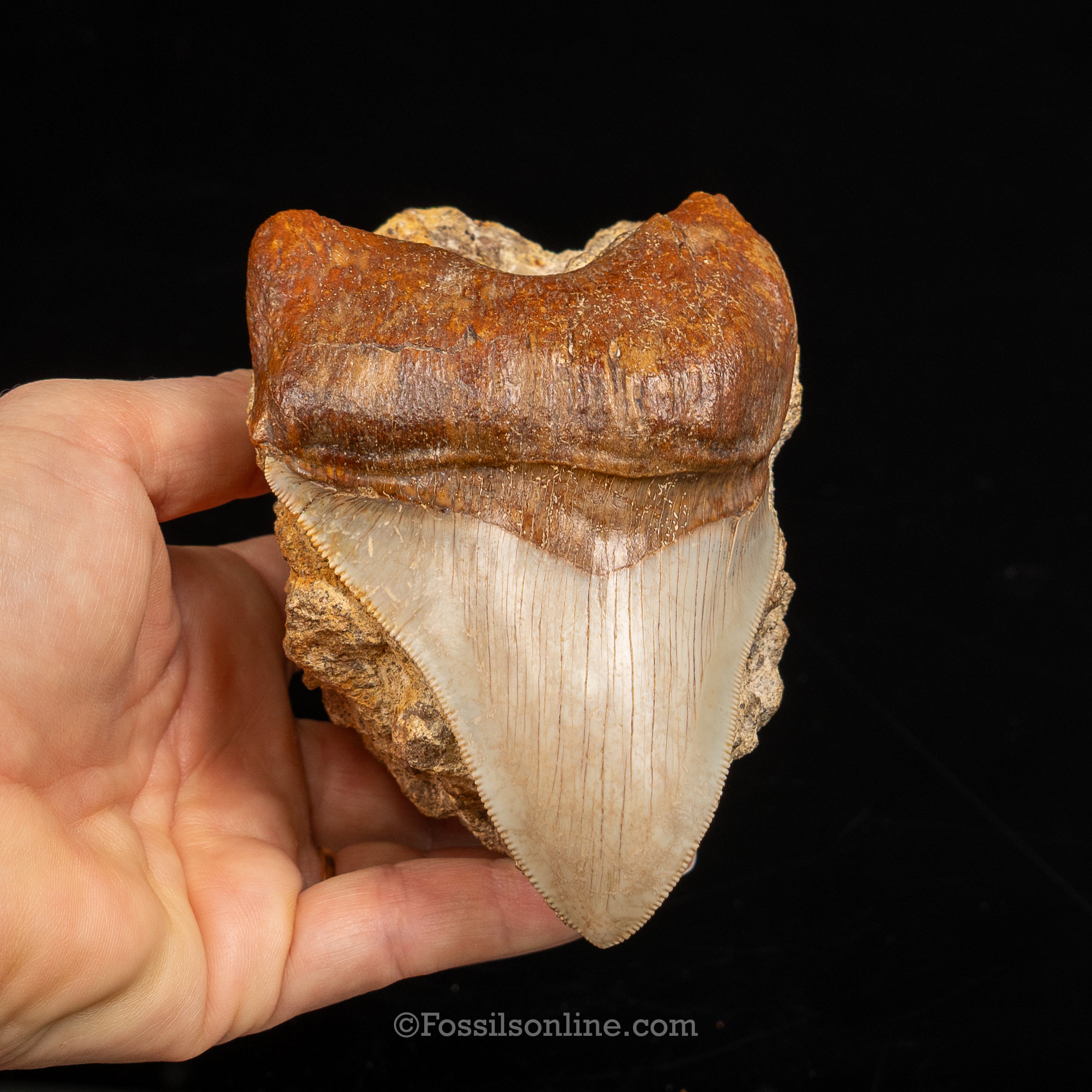 Stunning Deformed Megalodon 4.25" Chile