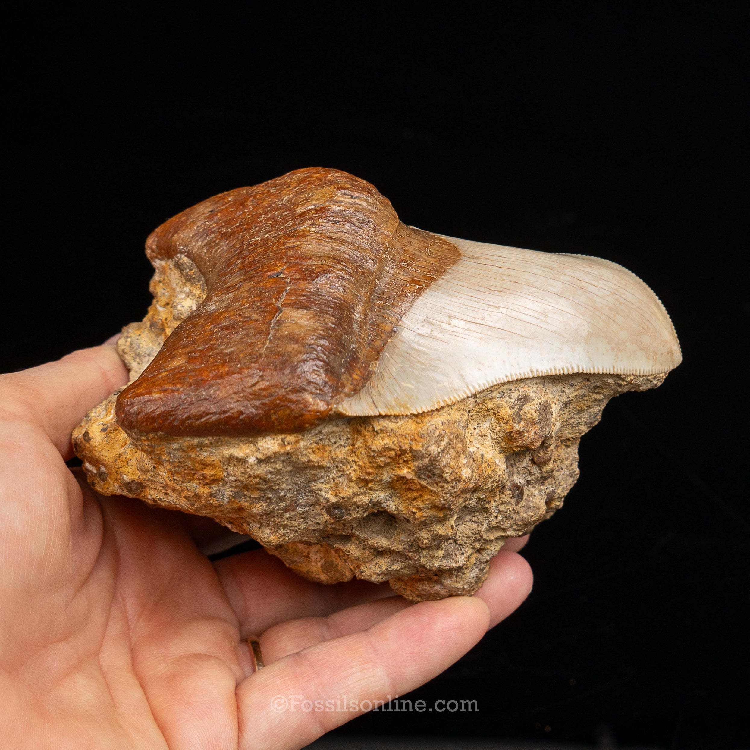 Stunning Deformed Megalodon 4.25" Chile