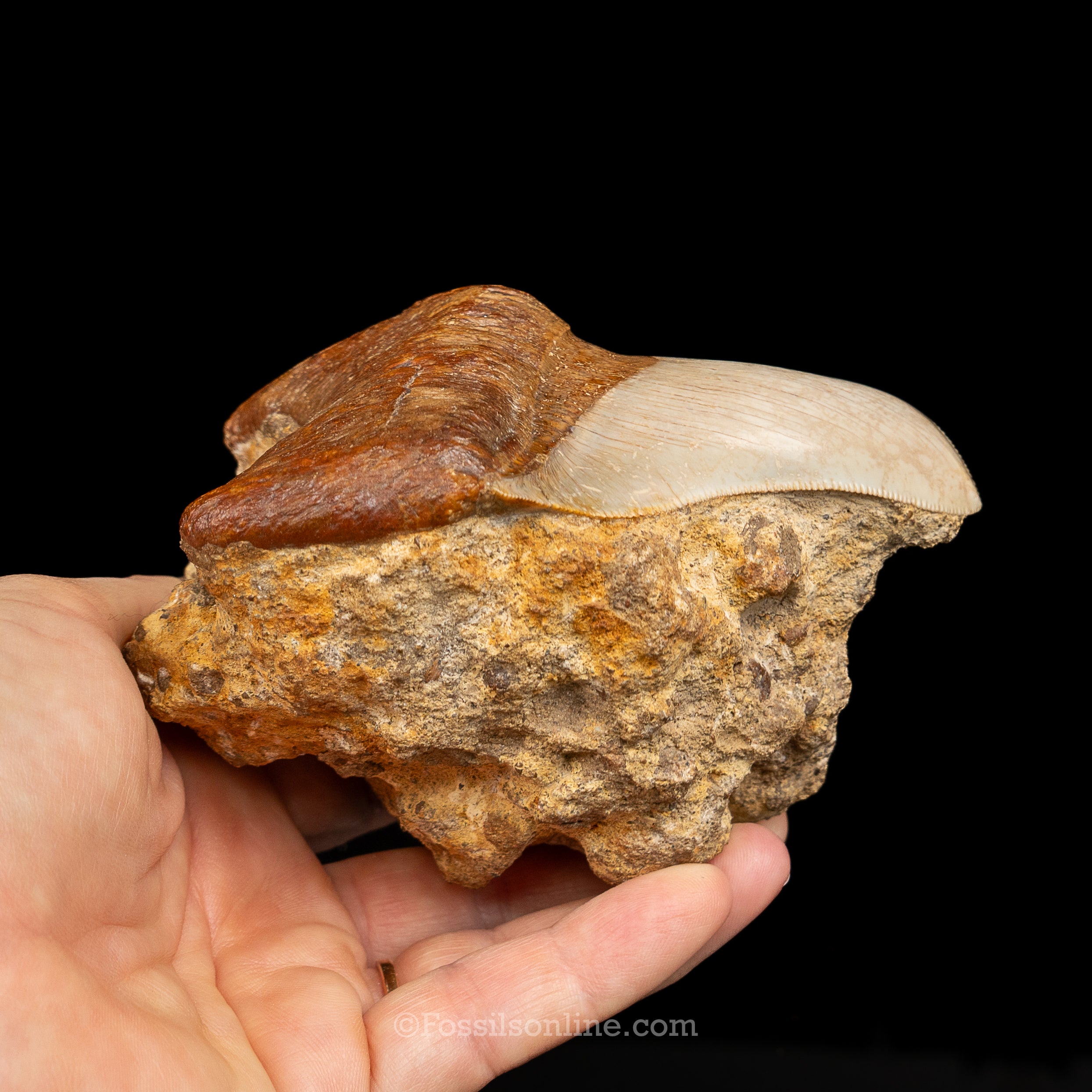 Stunning Deformed Megalodon 4.25" Chile