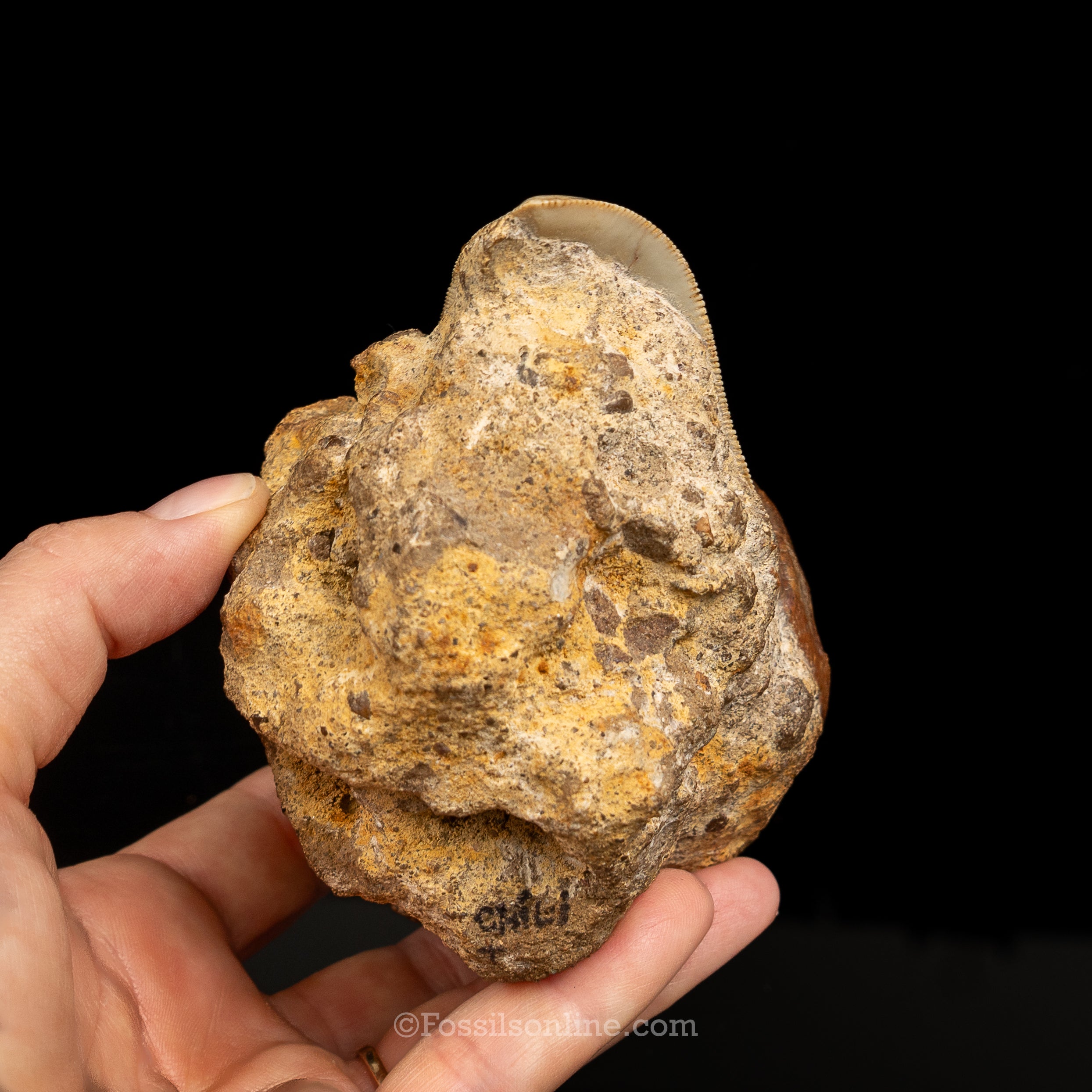 Stunning Deformed Megalodon 4.25" Chile