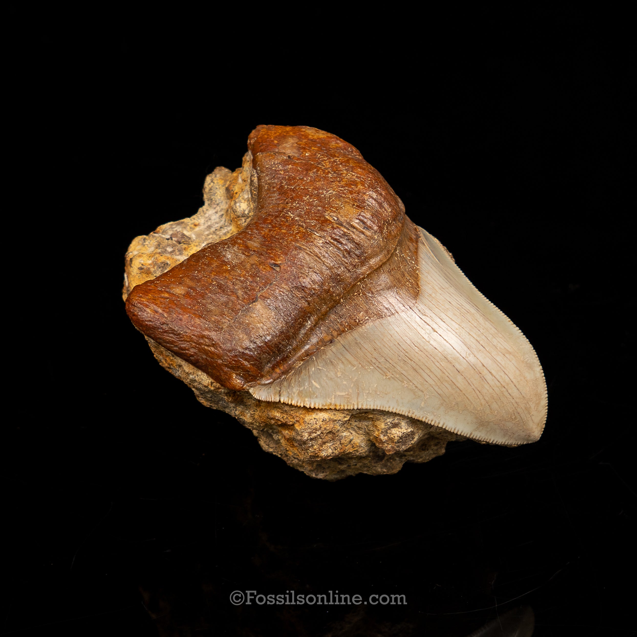 Stunning Deformed Megalodon 4.25" Chile